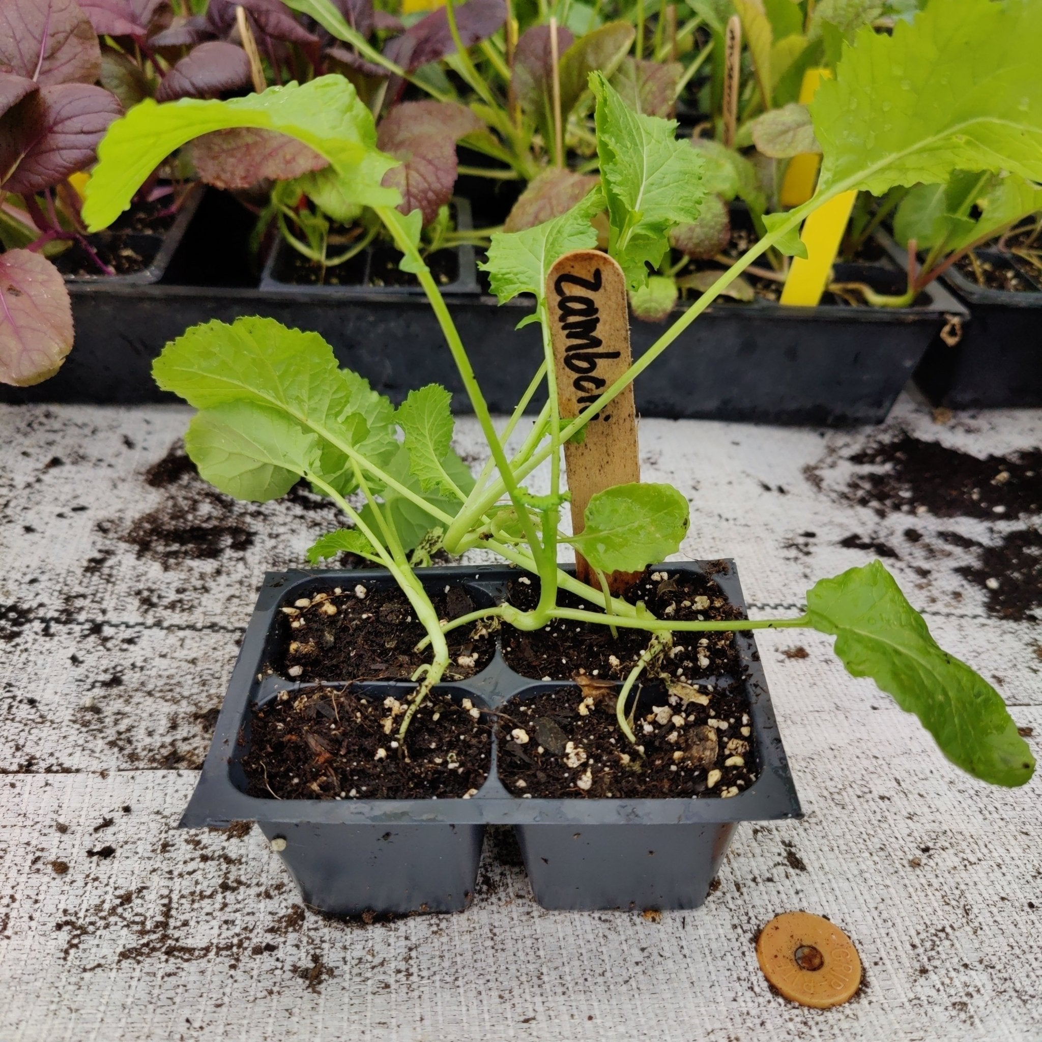 Broccoli Raab-Zamboni Rapini – Whitwam Organics