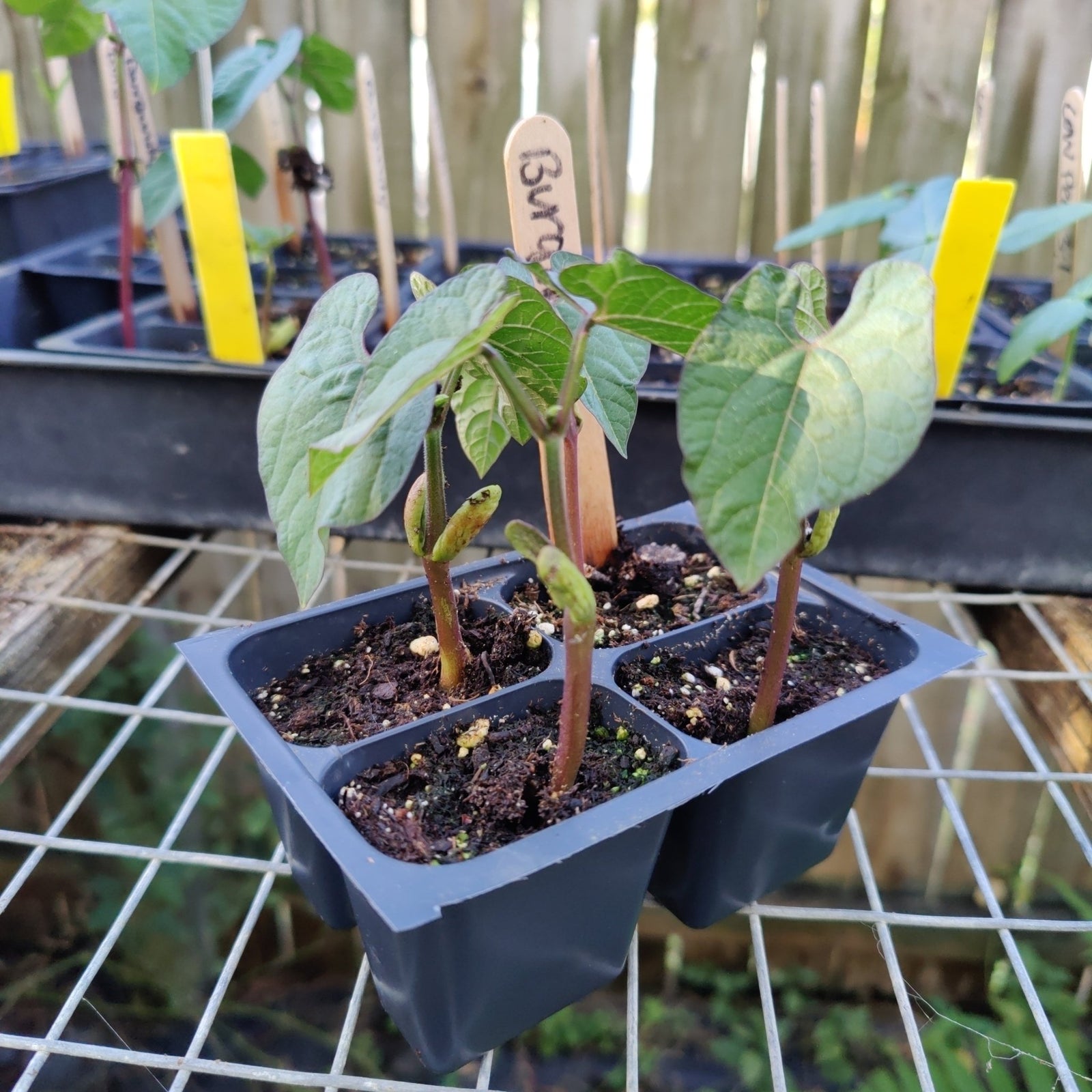 Bush Bean - Burgundy - Whitwam Organics