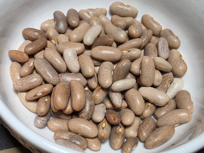 Bush Bean - Burgundy - Whitwam Organics