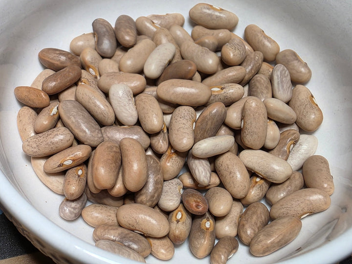 Bush Bean - Burgundy - Whitwam Organics