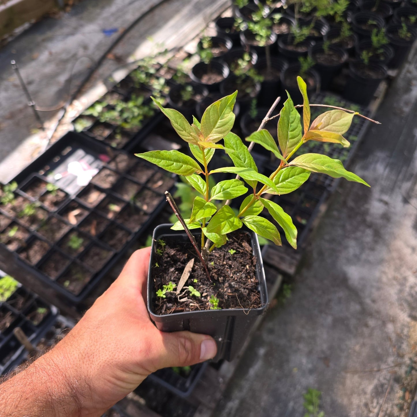Buttonbush (Cephalanthus occidentalis)(Florida Native) - Whitwam Organics