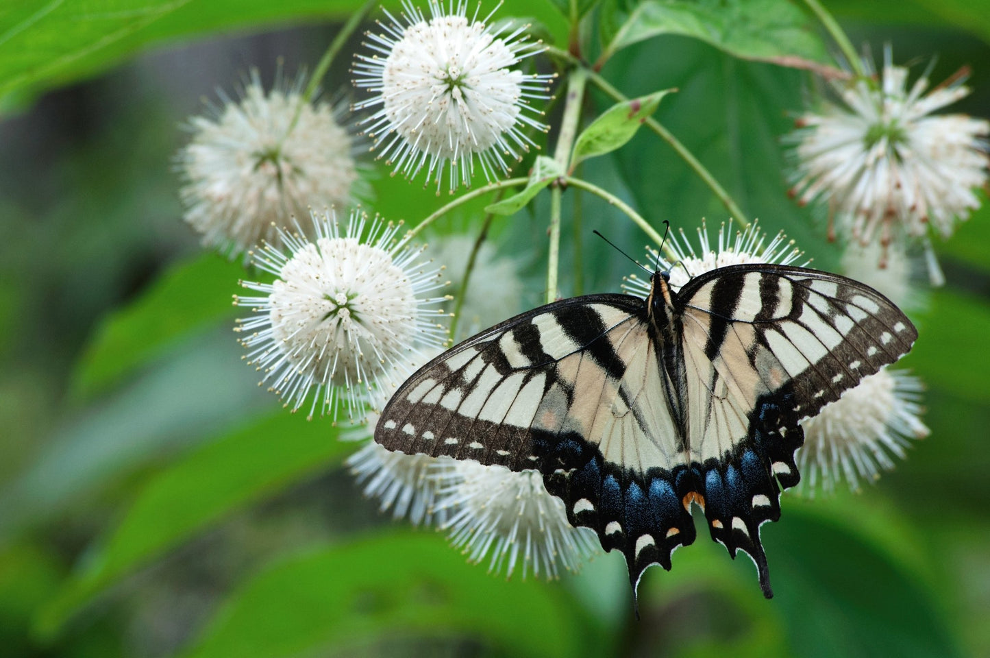 Buttonbush (Cephalanthus occidentalis)(Florida Native) - Whitwam Organics