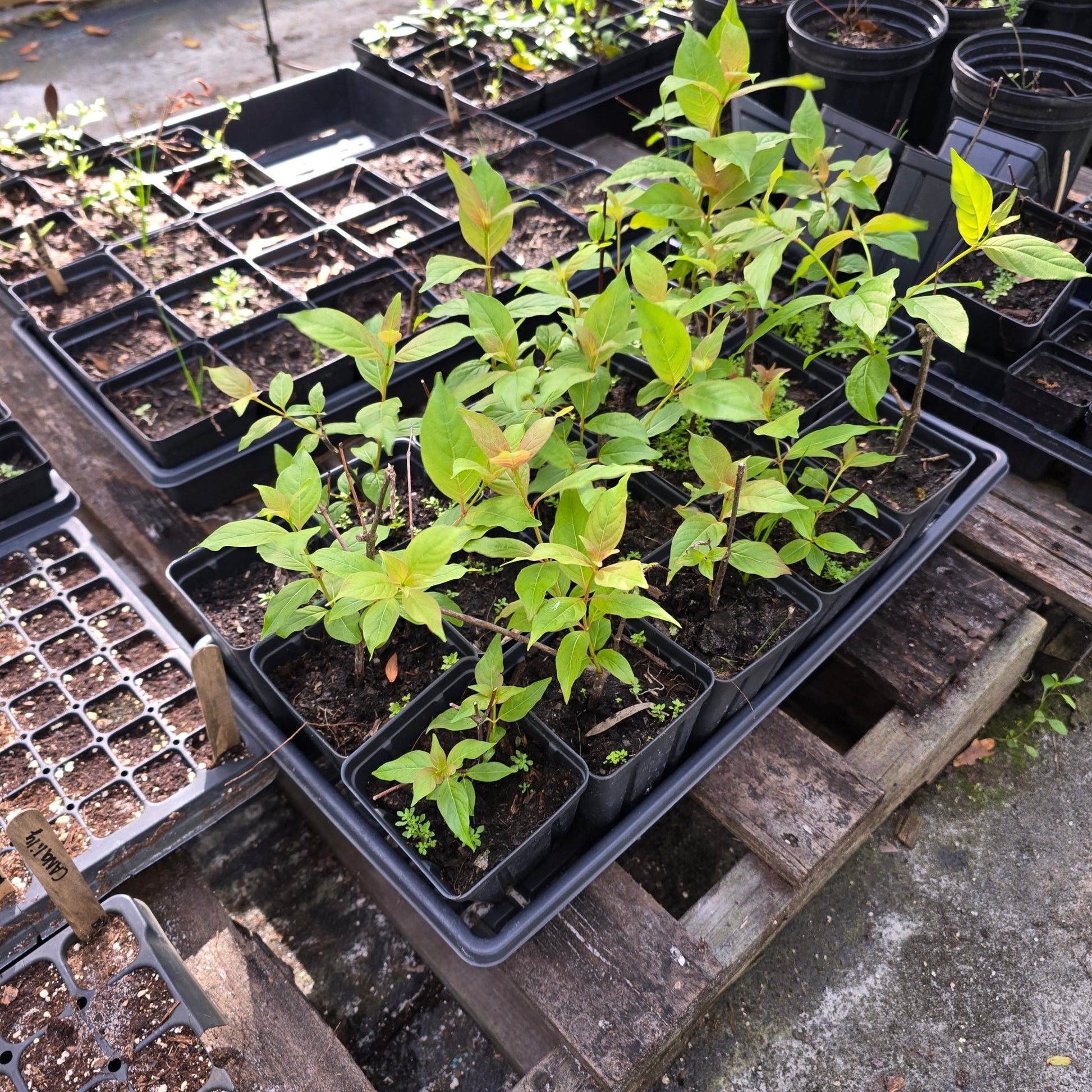 Buttonbush (Cephalanthus occidentalis)(Florida Native) - Whitwam Organics