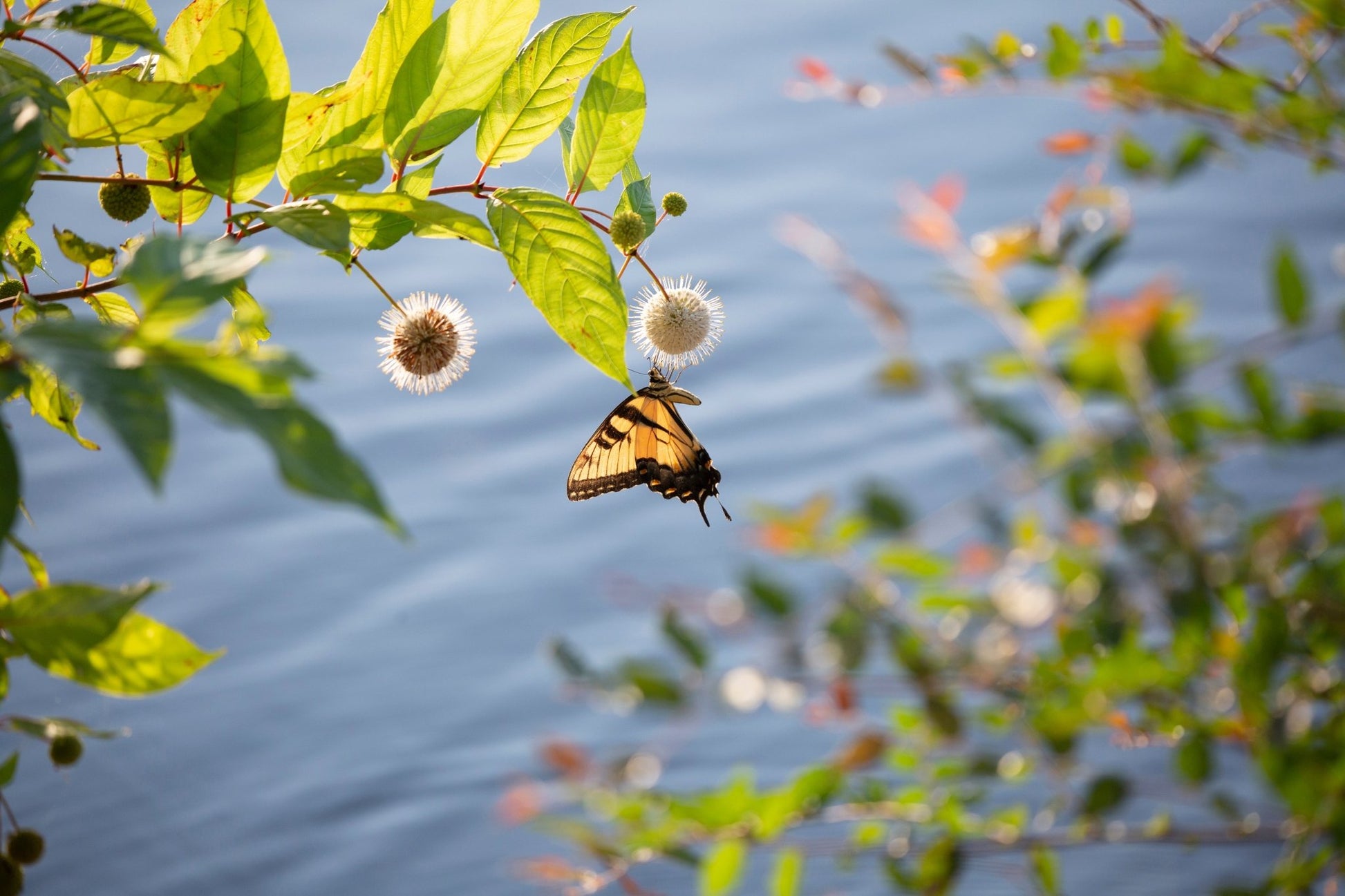 Buttonbush (Cephalanthus occidentalis)(Florida Native) - Whitwam Organics