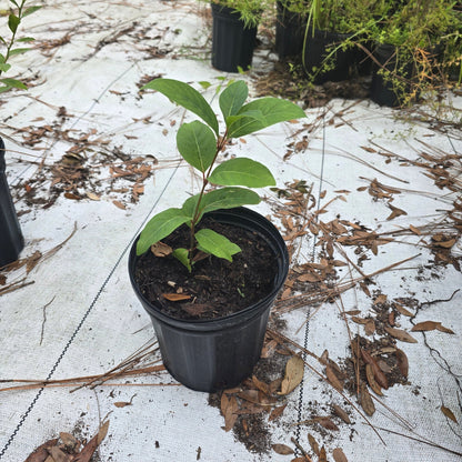 Buttonbush (Cephalanthus occidentalis)(Florida Native) - Whitwam Organics