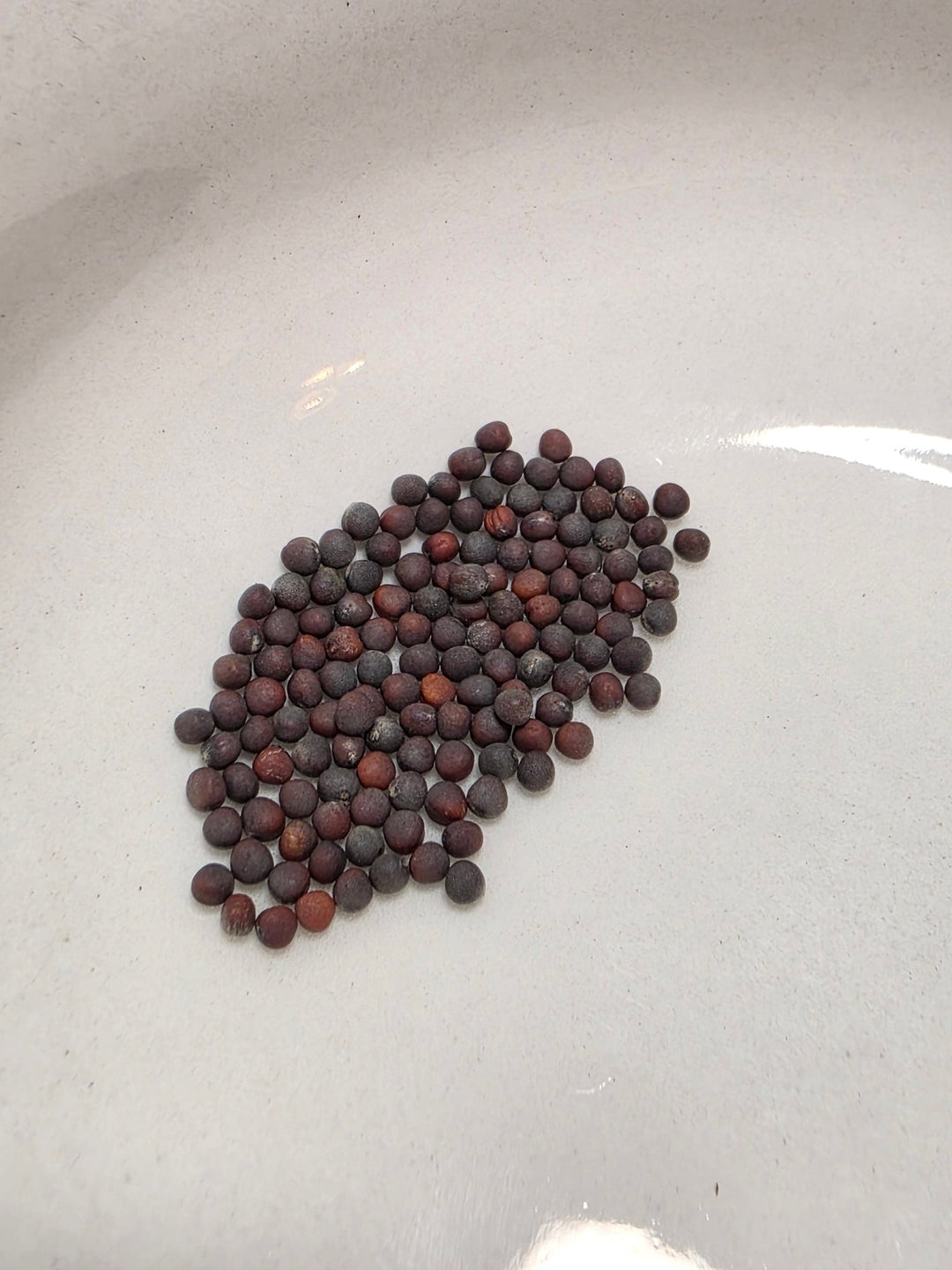 Cabbage - Blues Chinese - Whitwam Organics