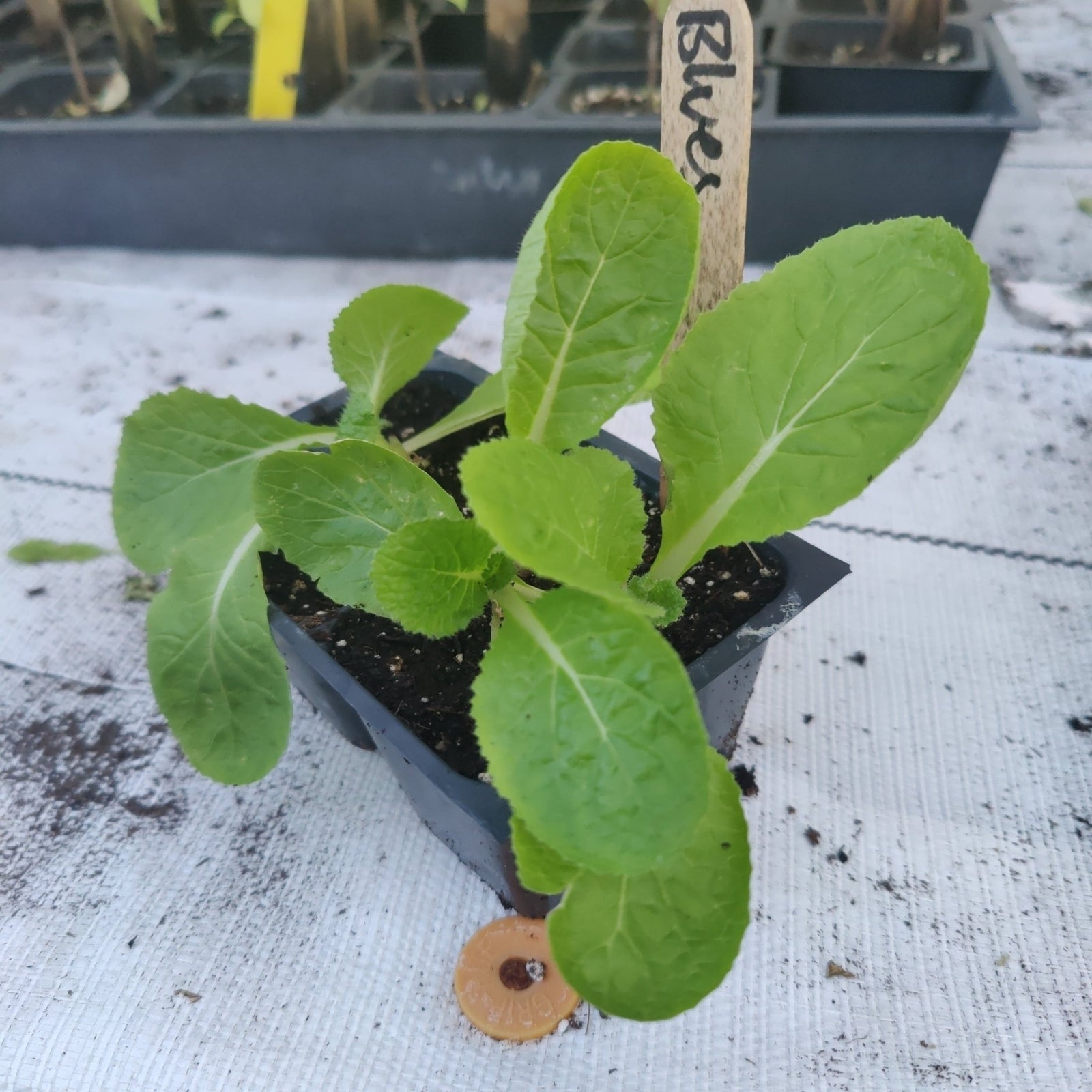 Cabbage - Blues Chinese - Whitwam Organics