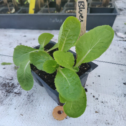 Cabbage - Blues Chinese - Whitwam Organics