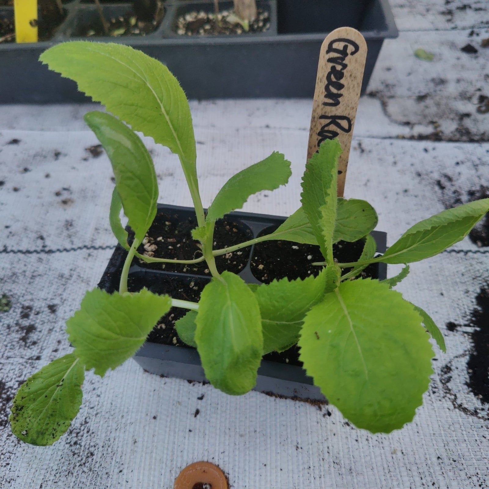 Cabbage - Green Rocket Chinese - Whitwam Organics