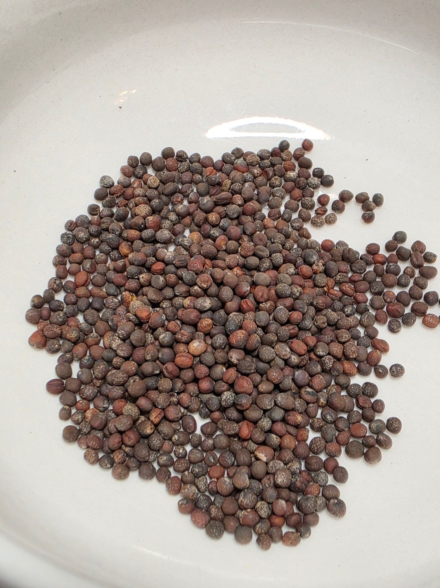 Cabbage - Red Acre - Whitwam Organics