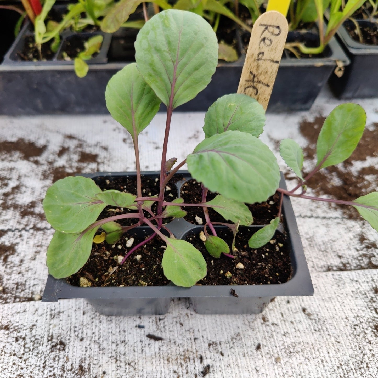 Cabbage - Red Acre - Whitwam Organics