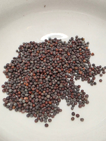 Cabbage - Tokyo Bekana - Whitwam Organics