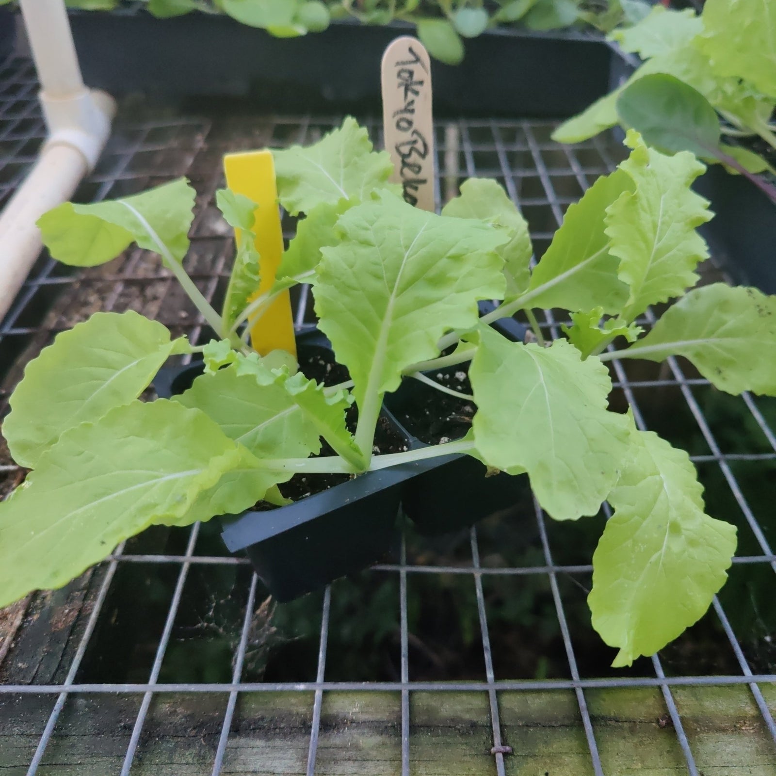 Cabbage - Tokyo Bekana - Whitwam Organics