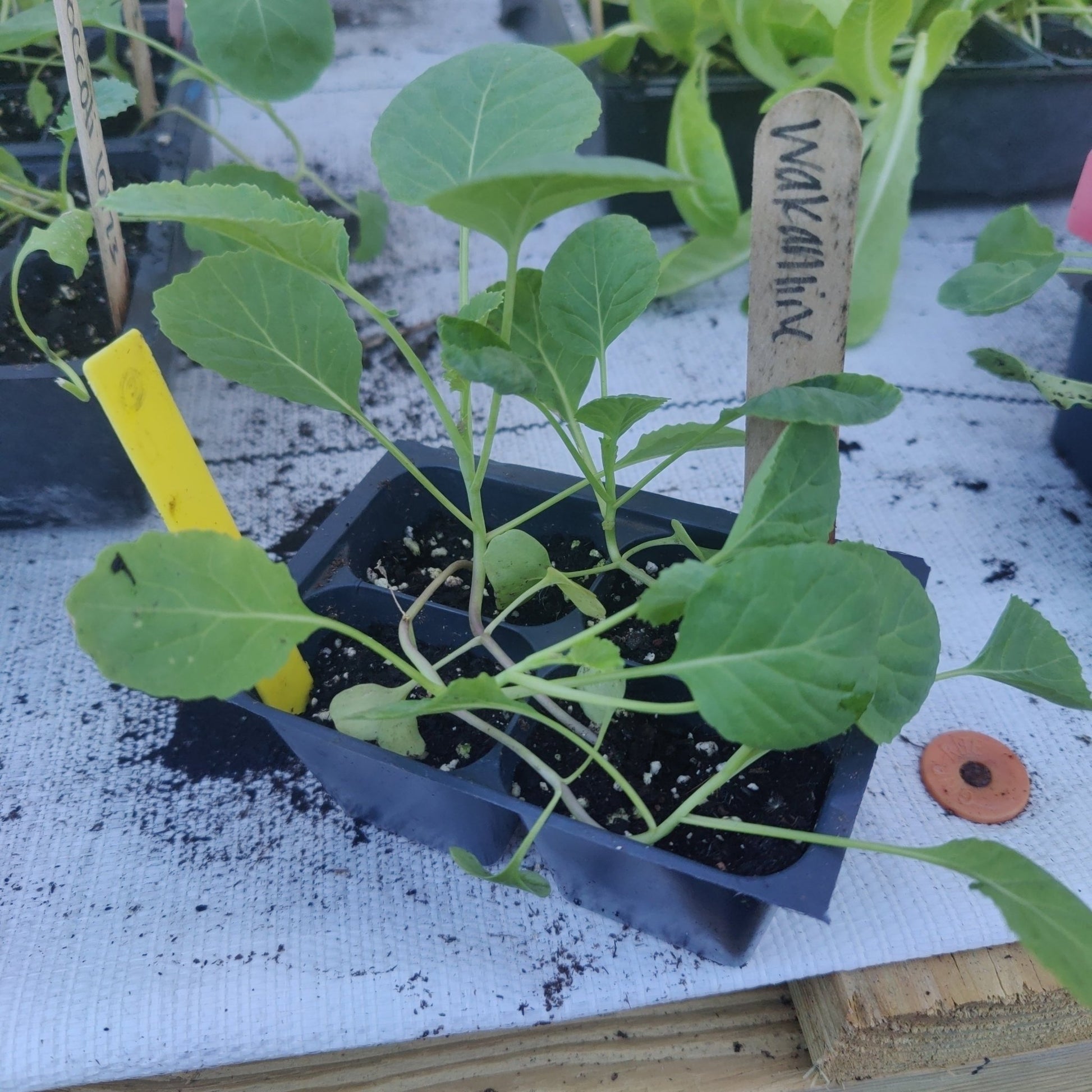 Cabbage - Wakamine Green - Whitwam Organics