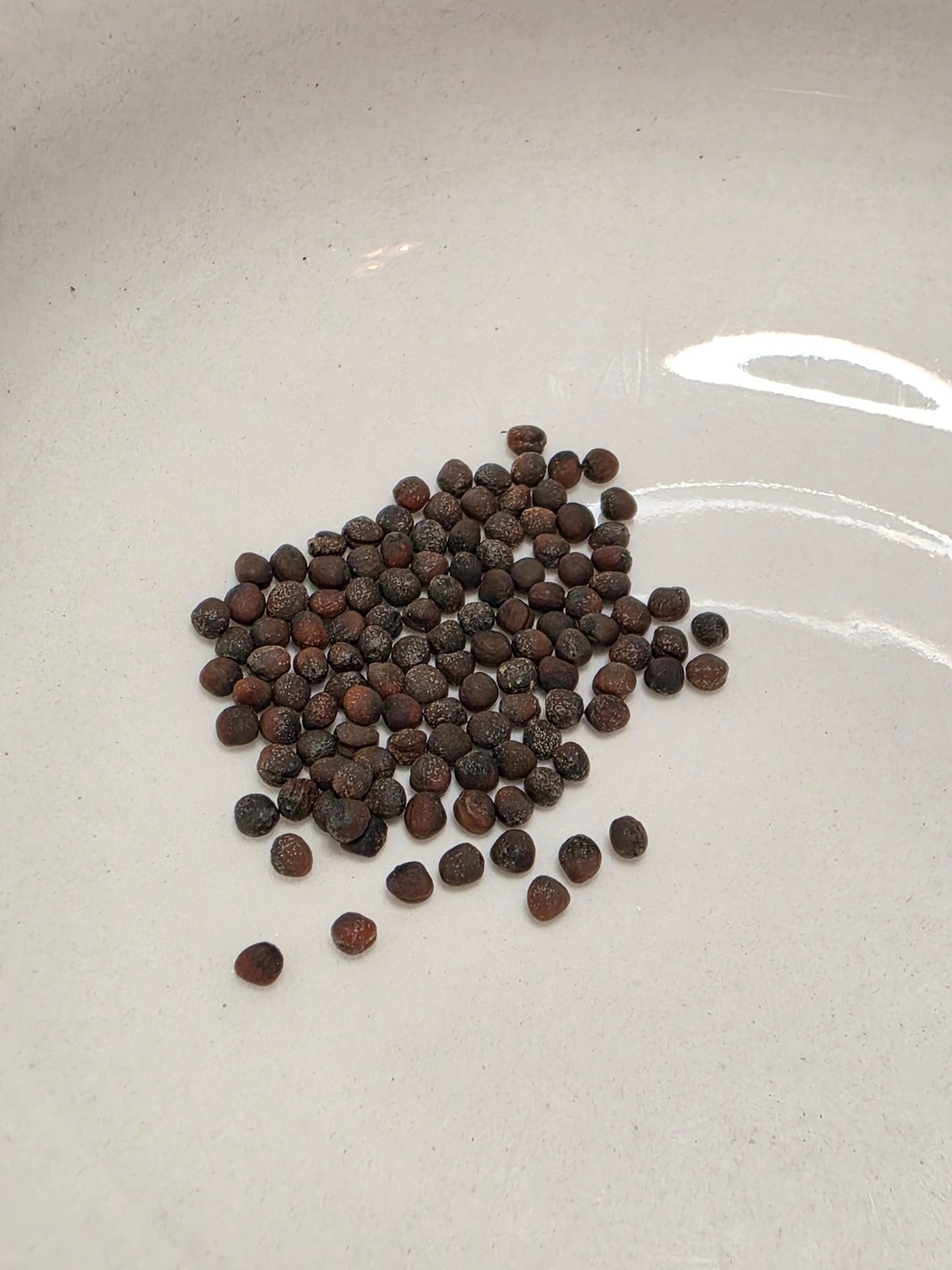 Cabbage - Wakamine Green - Whitwam Organics