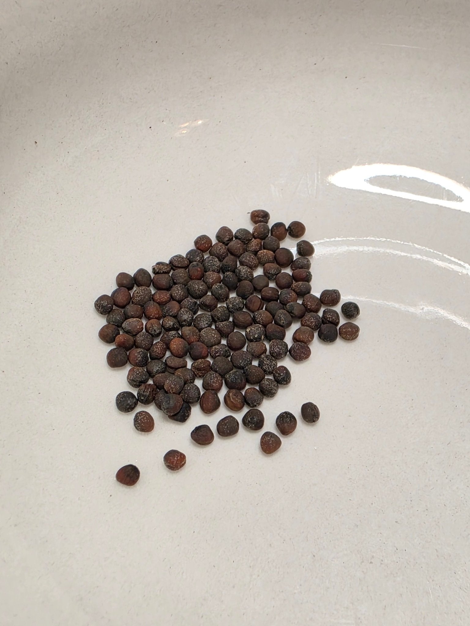 Cabbage - Wakamine Green - Whitwam Organics