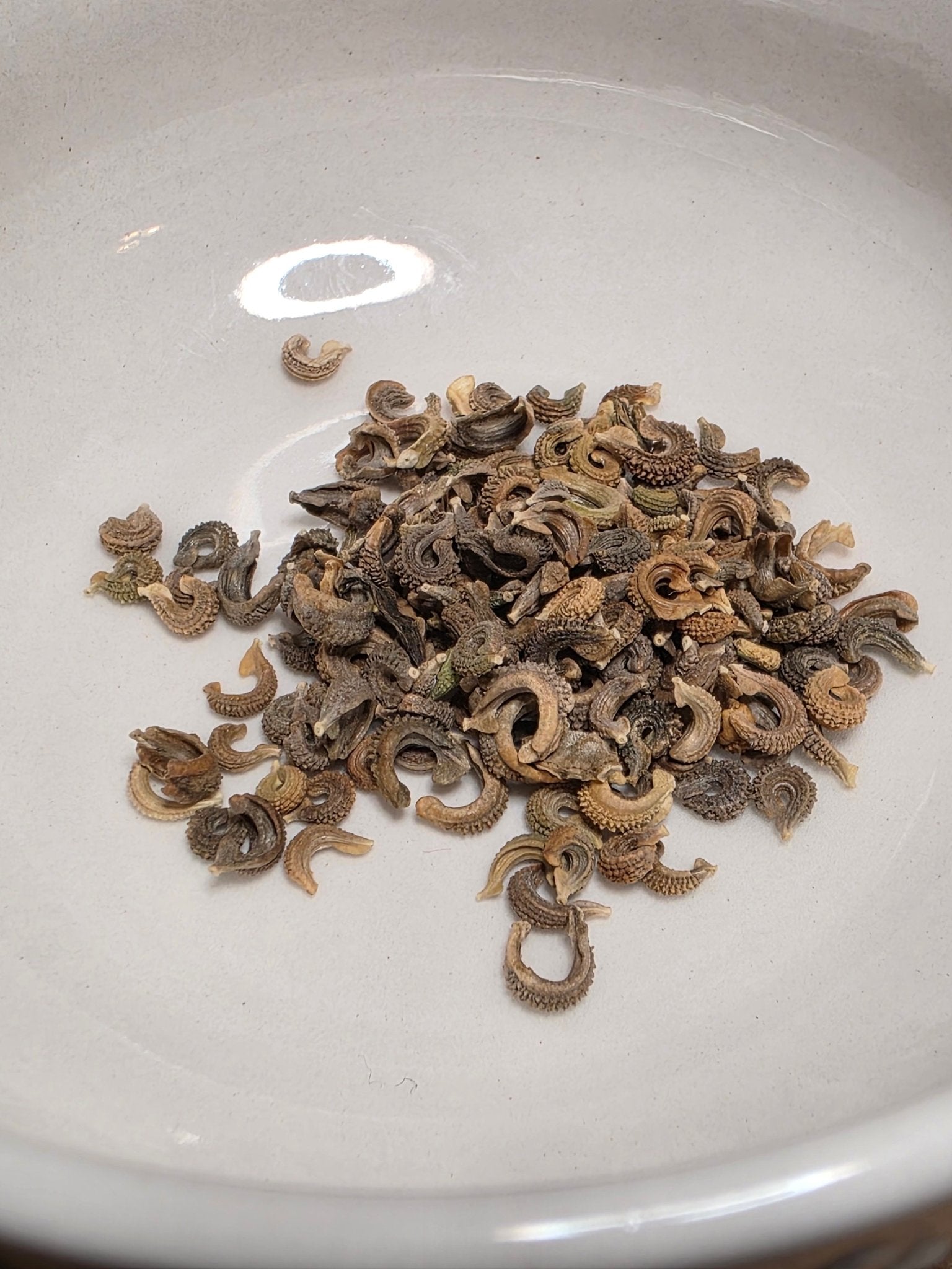 Calendula - Whitwam Organics