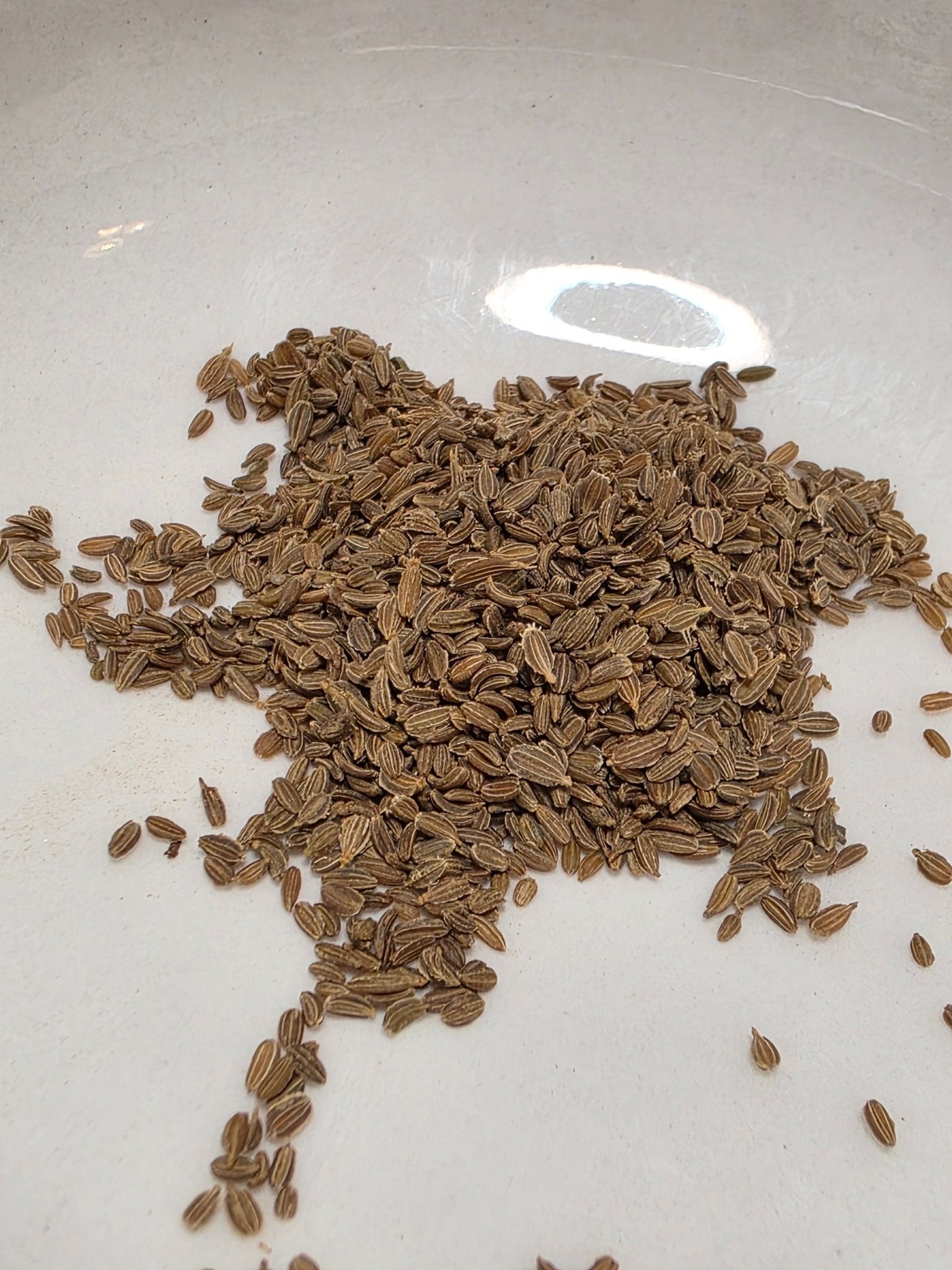 Carrot - Imperator 58 Orange - Whitwam Organics