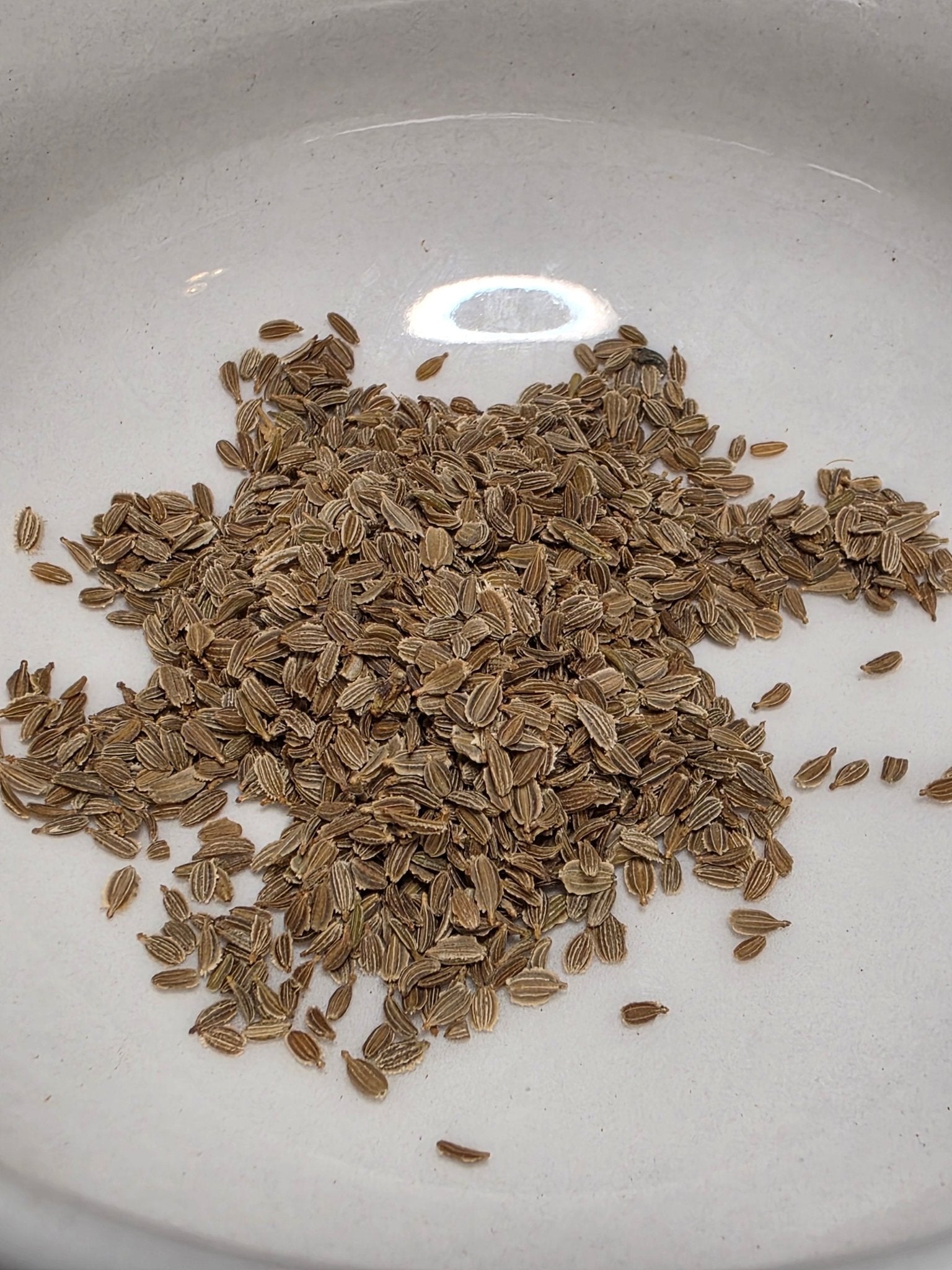 Carrot - New Kuroda Sub - tropical - Whitwam Organics