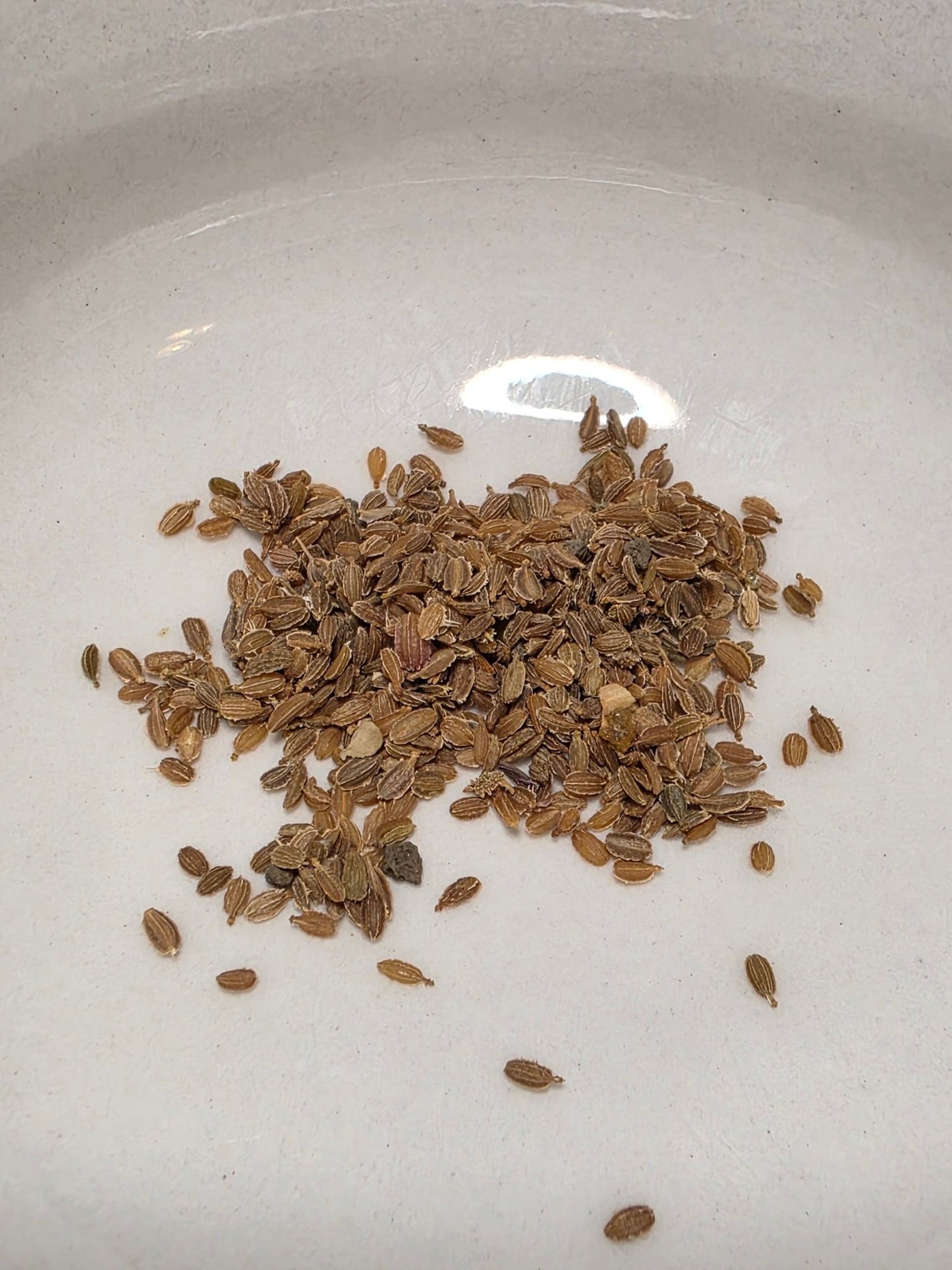 Carrots - Cosmic Purple - Whitwam Organics