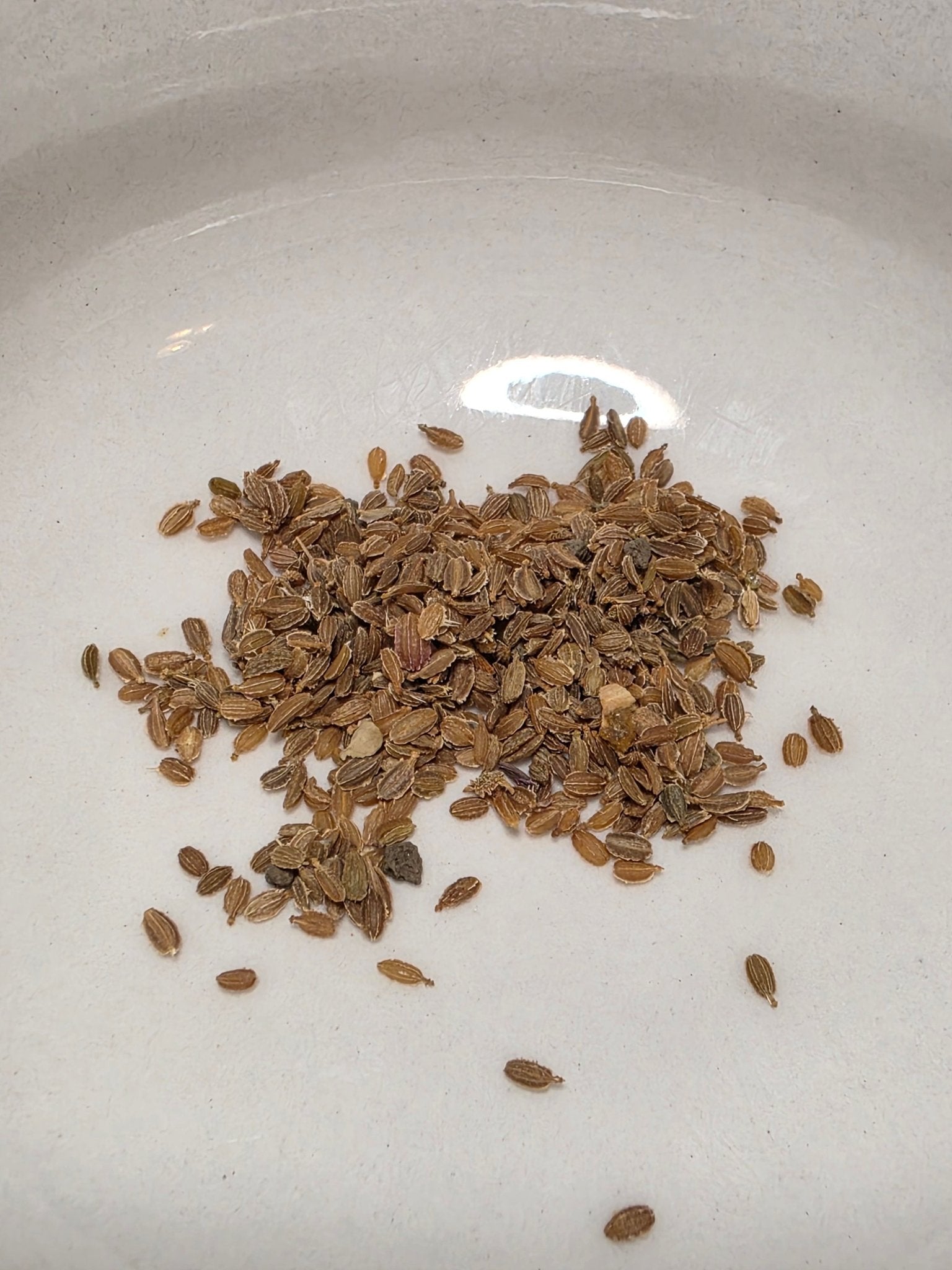 Carrots - Cosmic Purple - Whitwam Organics