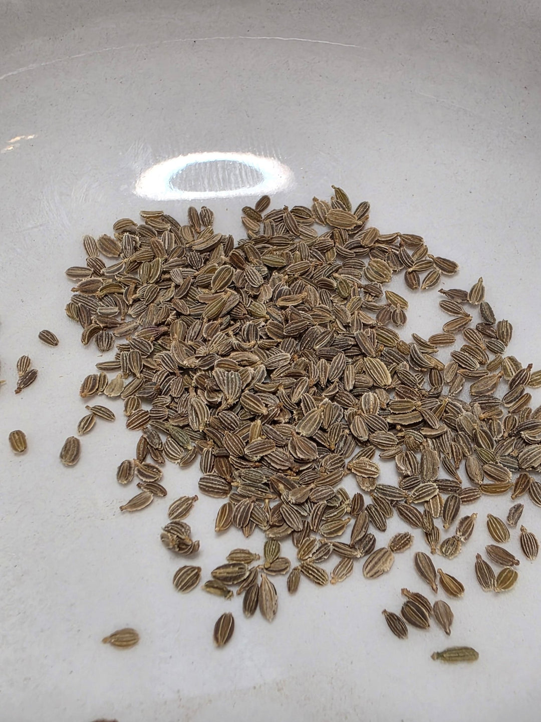 Carrots - Lunar White - Whitwam Organics