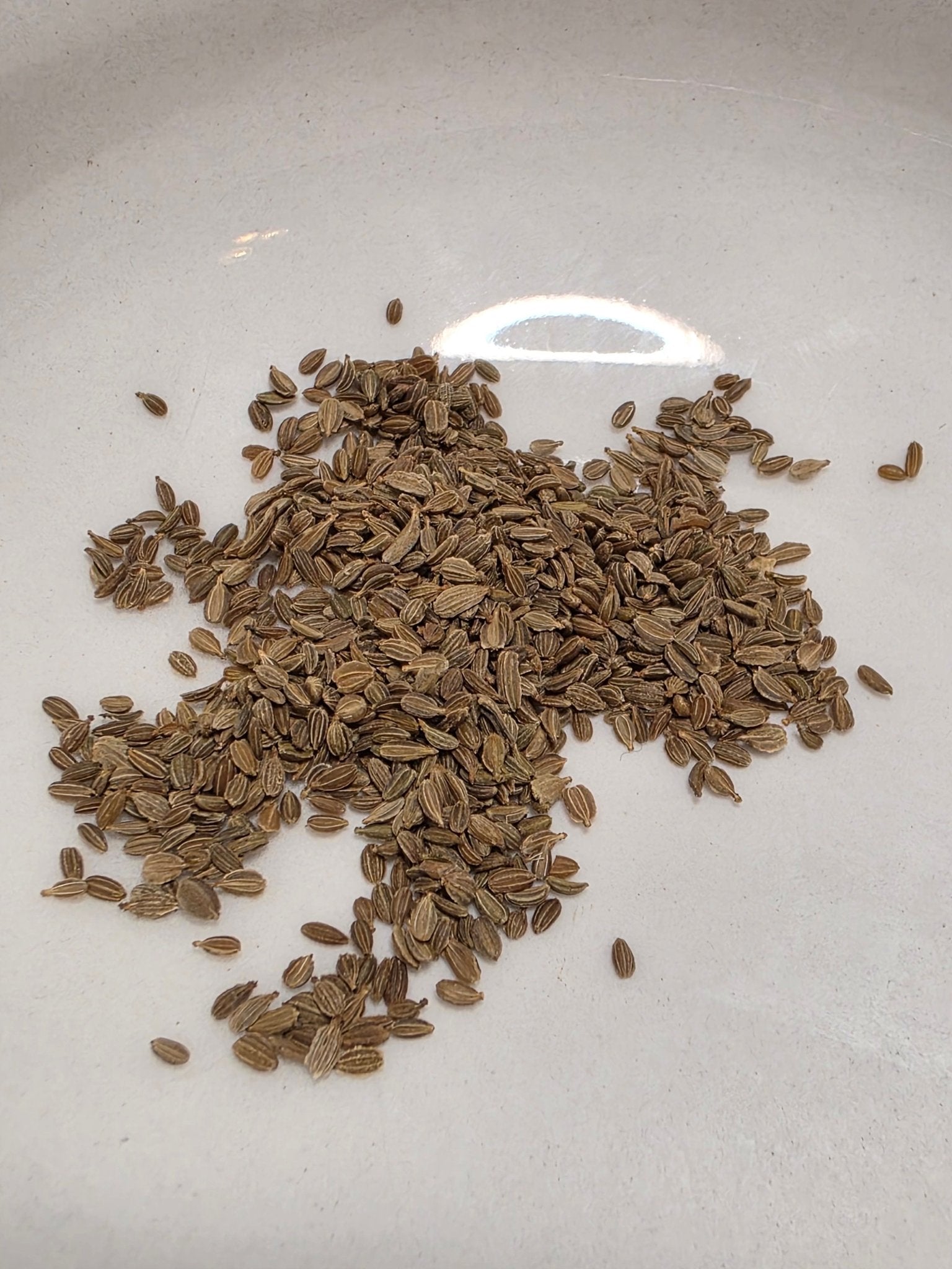 Carrots - Solar Yellow - Whitwam Organics