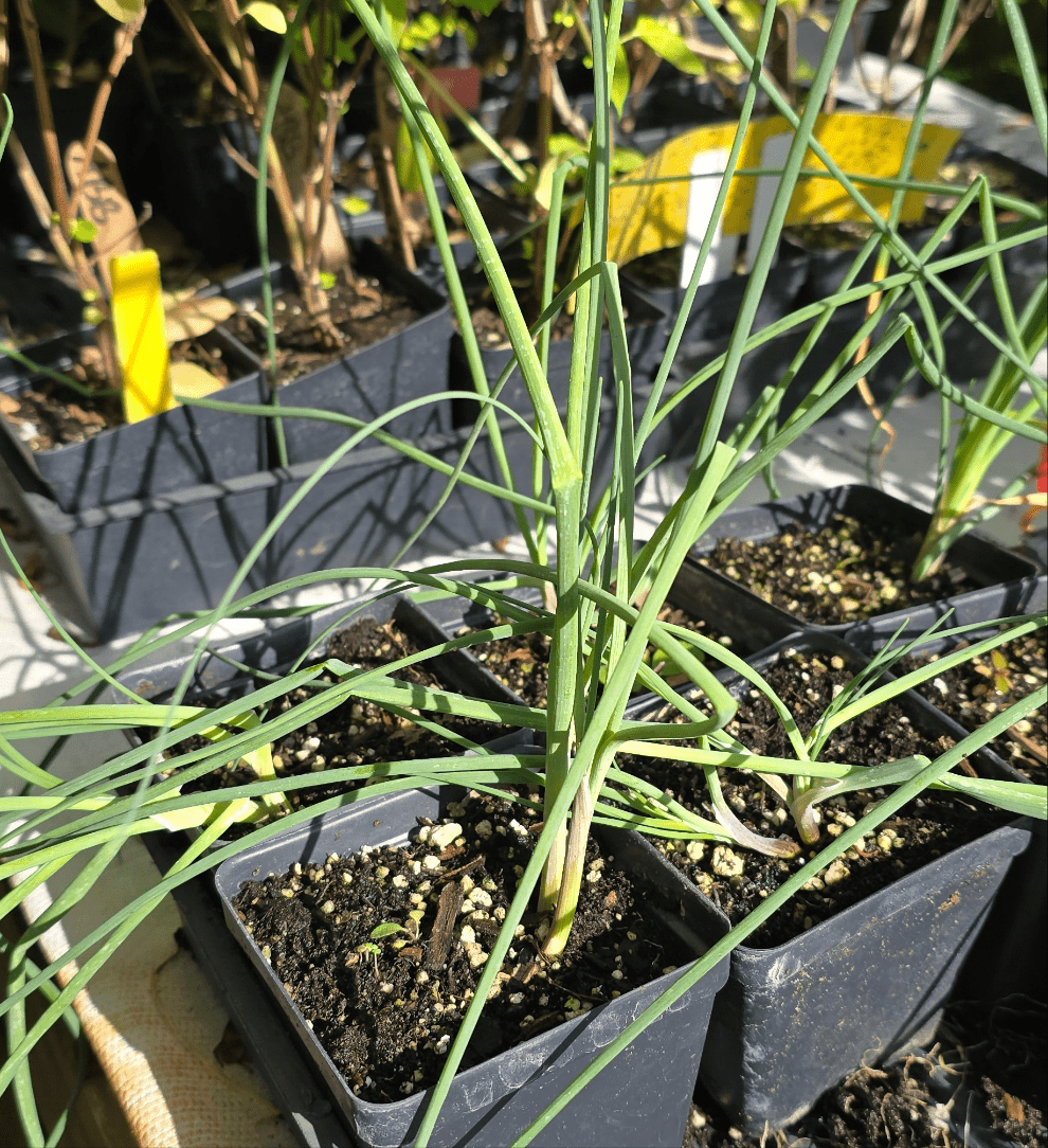 Chives - Whitwam Organics