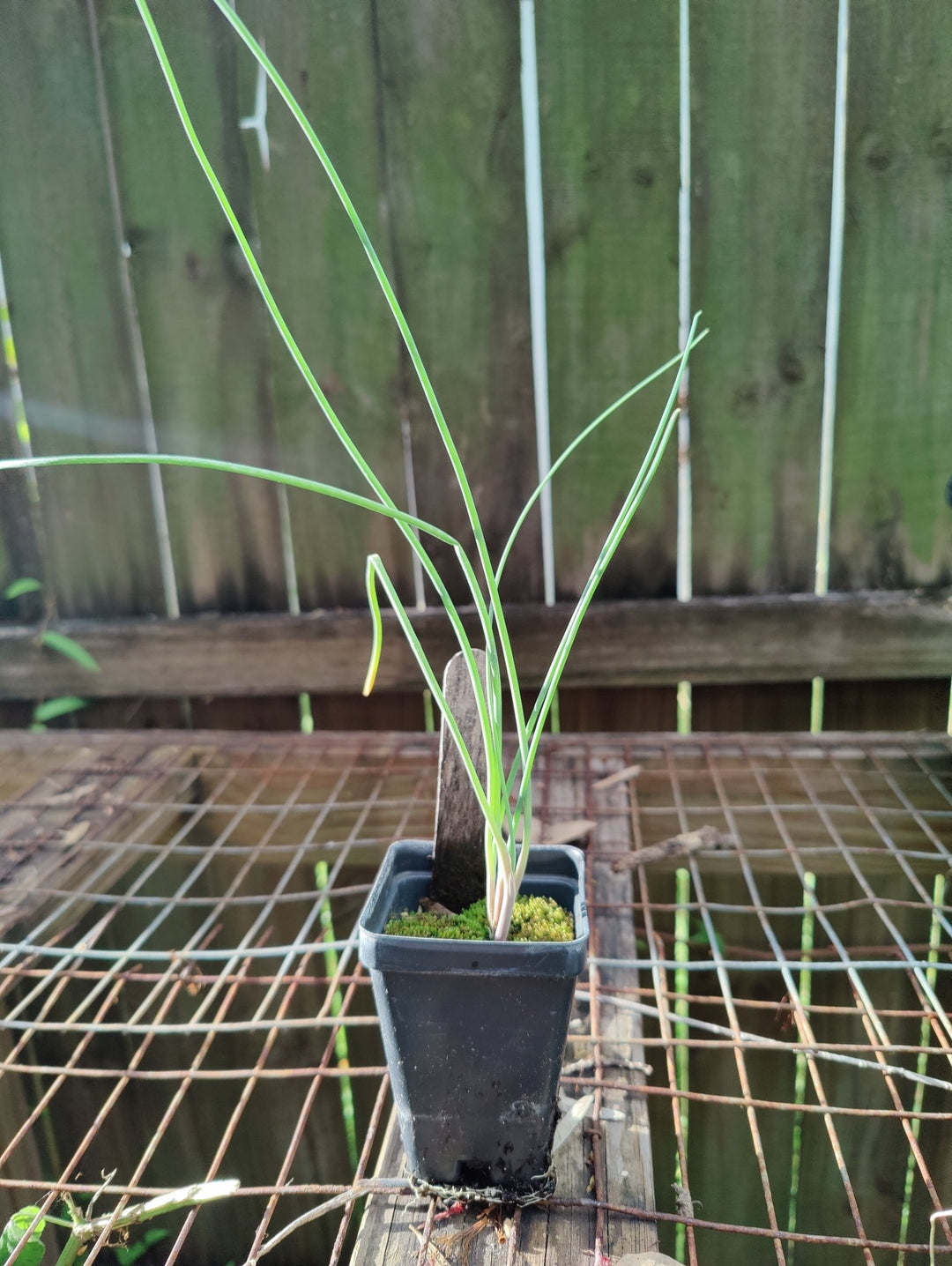 Chives - Whitwam Organics