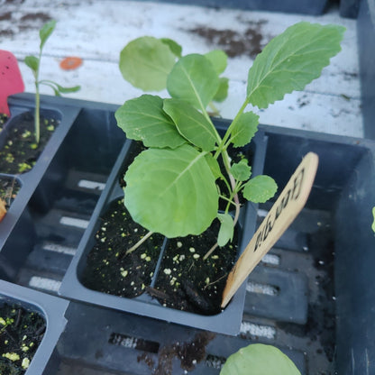 Collards - Georgia - Whitwam Organics