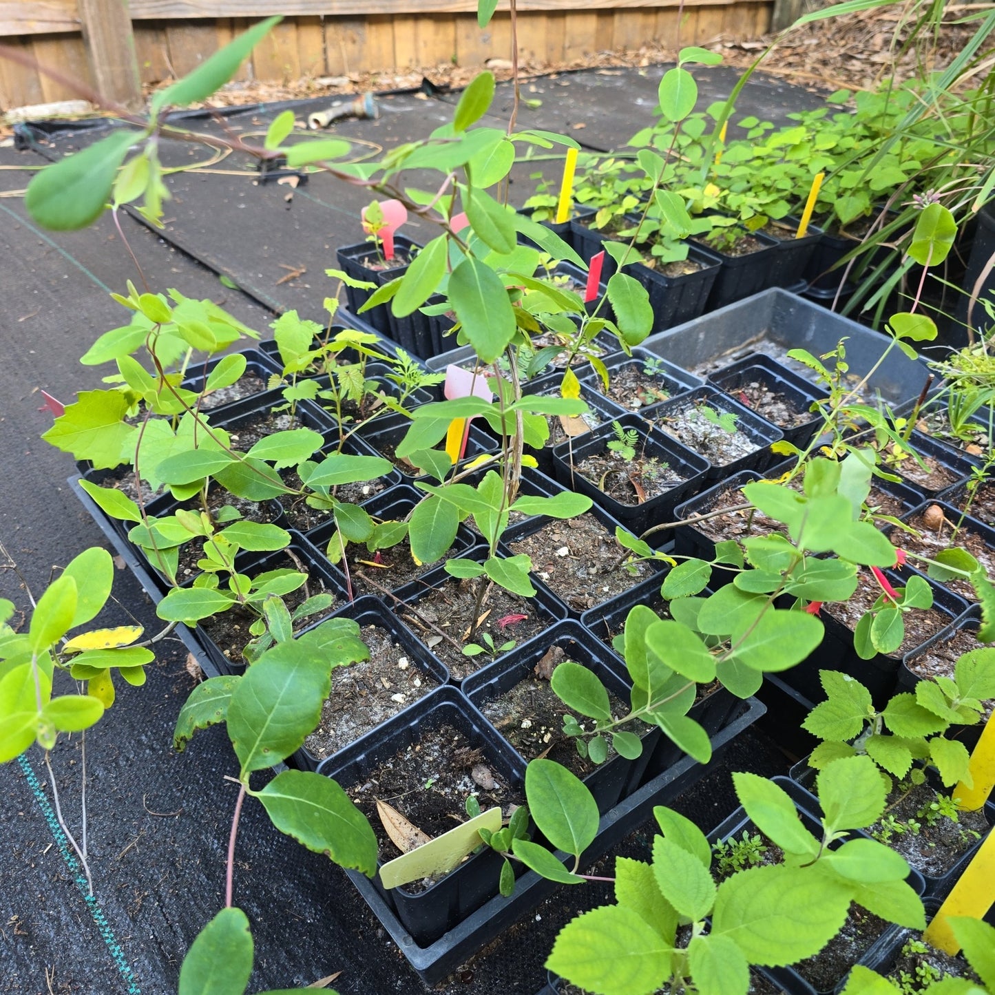 Coral Honeysuckle (Lonicera sempervirens)(Florida Native) - Whitwam Organics