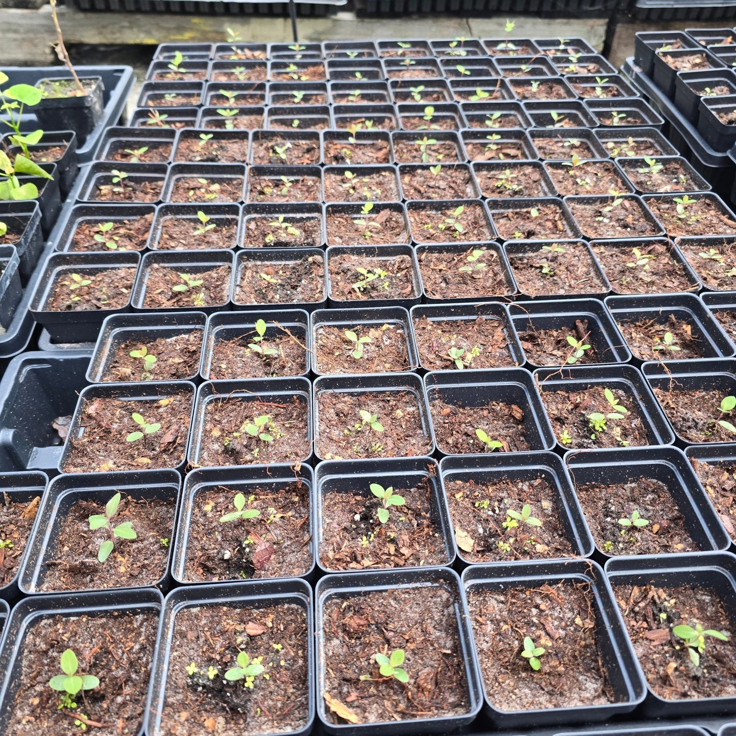 Coral Honeysuckle (Lonicera sempervirens)(Florida Native) - Whitwam Organics