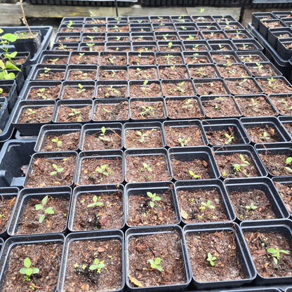 Coral Honeysuckle (Lonicera sempervirens)(Florida Native) - Whitwam Organics