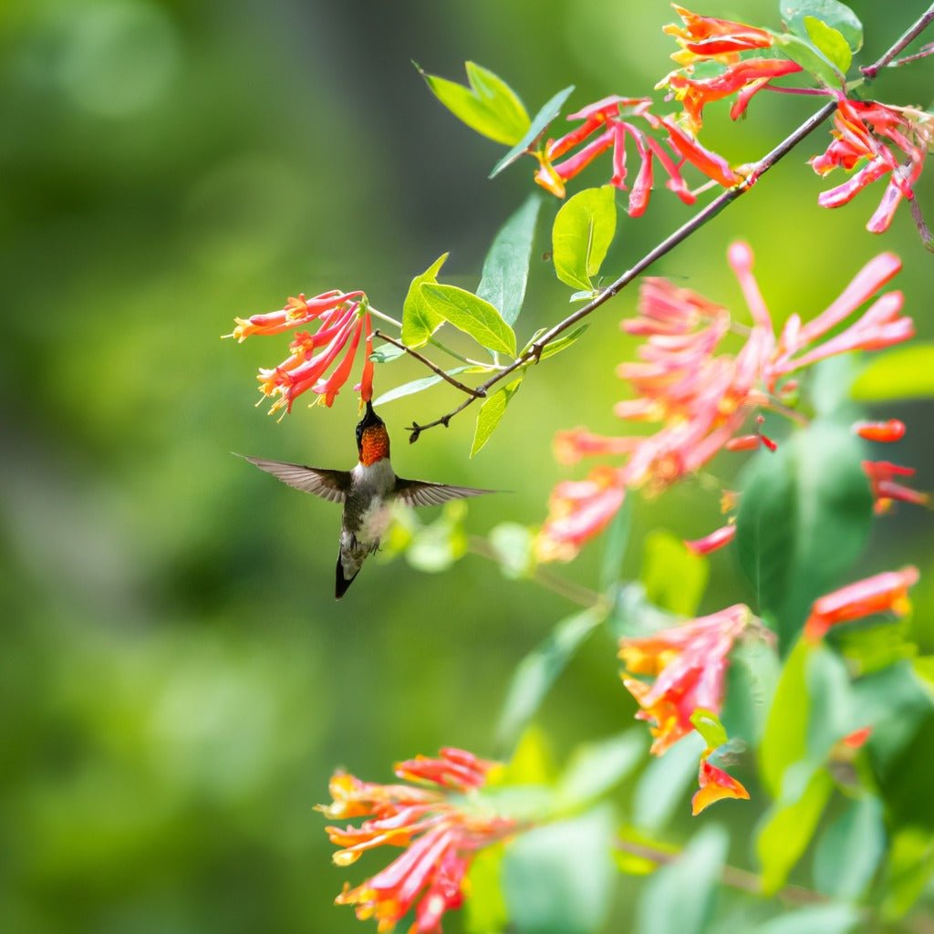Coral Honeysuckle (Lonicera sempervirens)(Florida Native) - Whitwam Organics