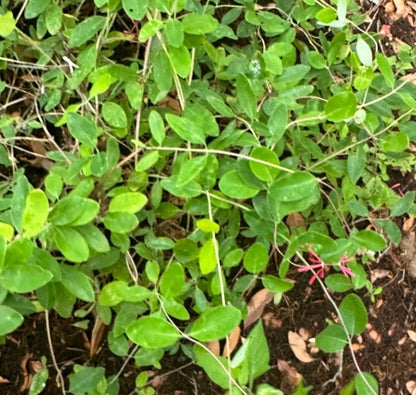 Coral Honeysuckle (Lonicera sempervirens)(Florida Native) - Whitwam Organics