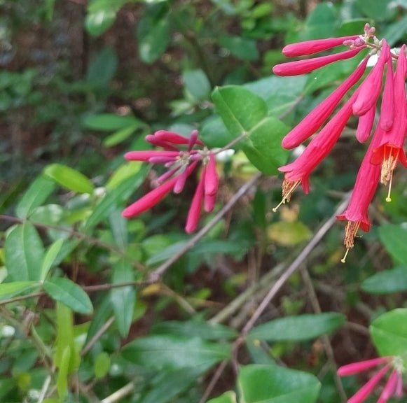 Coral Honeysuckle (Lonicera sempervirens)(Florida Native) - Whitwam Organics