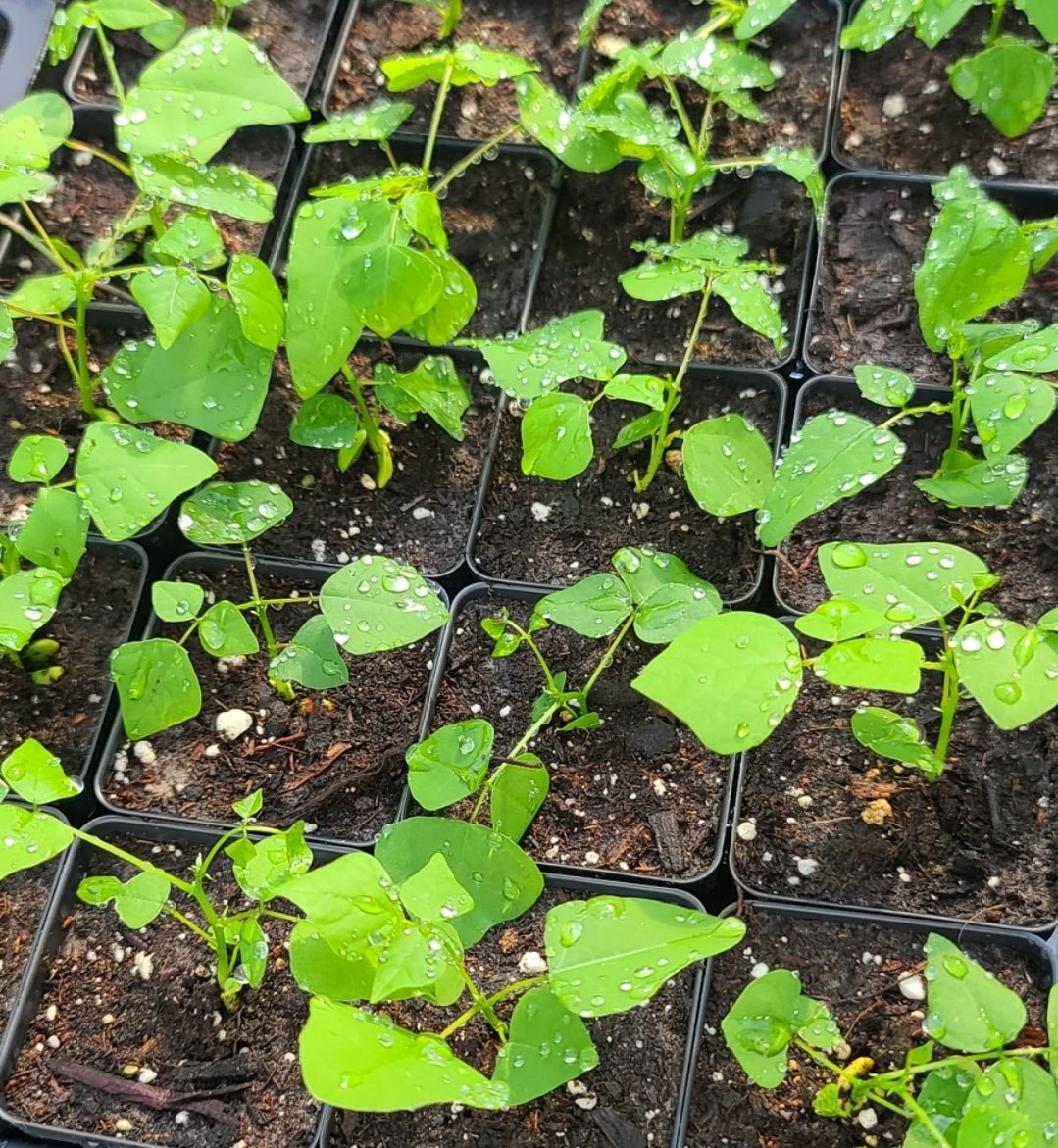 Coralbean (Erythrina herbaria)(Florida Native) - Whitwam Organics
