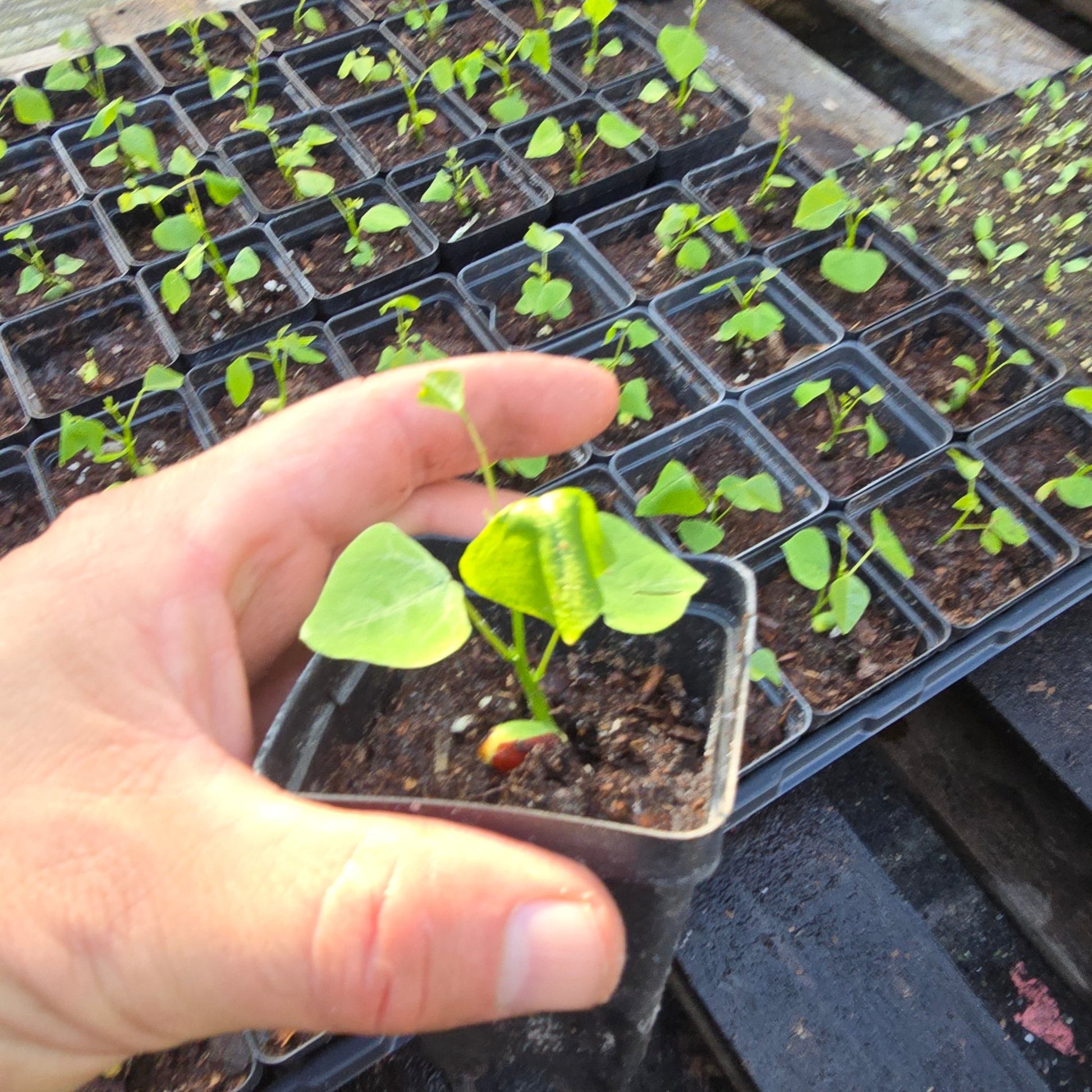 Coralbean (Erythrina herbaria)(Florida Native) - Whitwam Organics