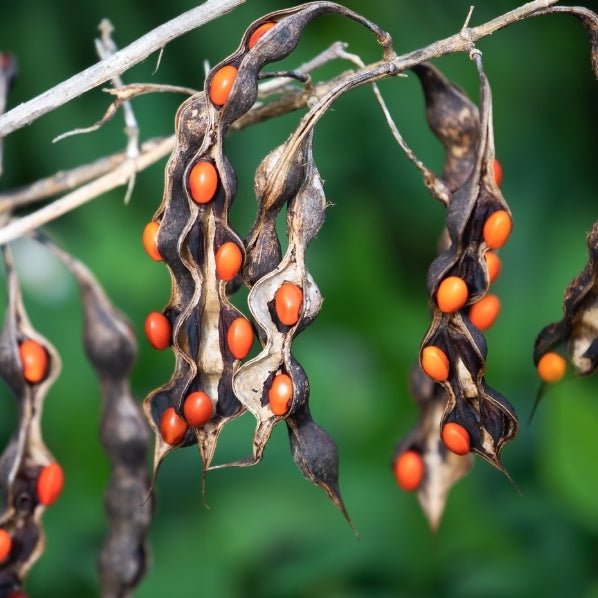 florida native plant seeds for sale Coralbean (Erythrina herbaria)(Florida Native) – Whitwam Organics