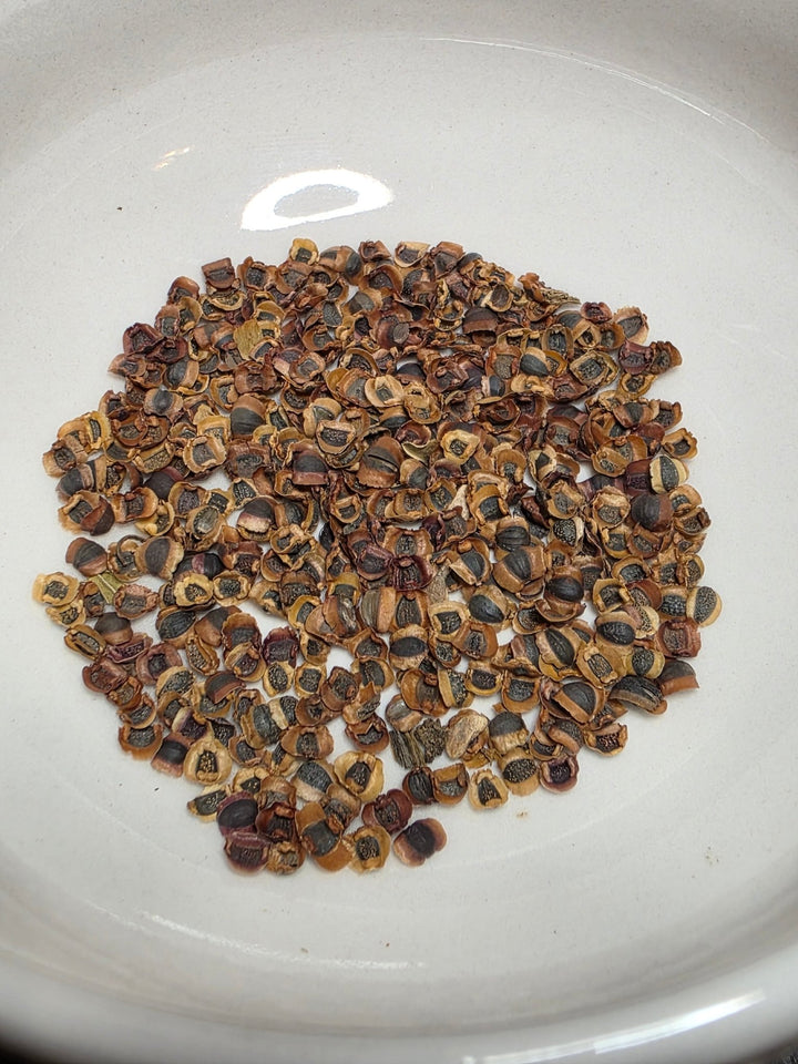 Coreopsis - Dwarf Lance - Leaved (Coreopsis lanceolata) (Florida Native) - Whitwam Organics