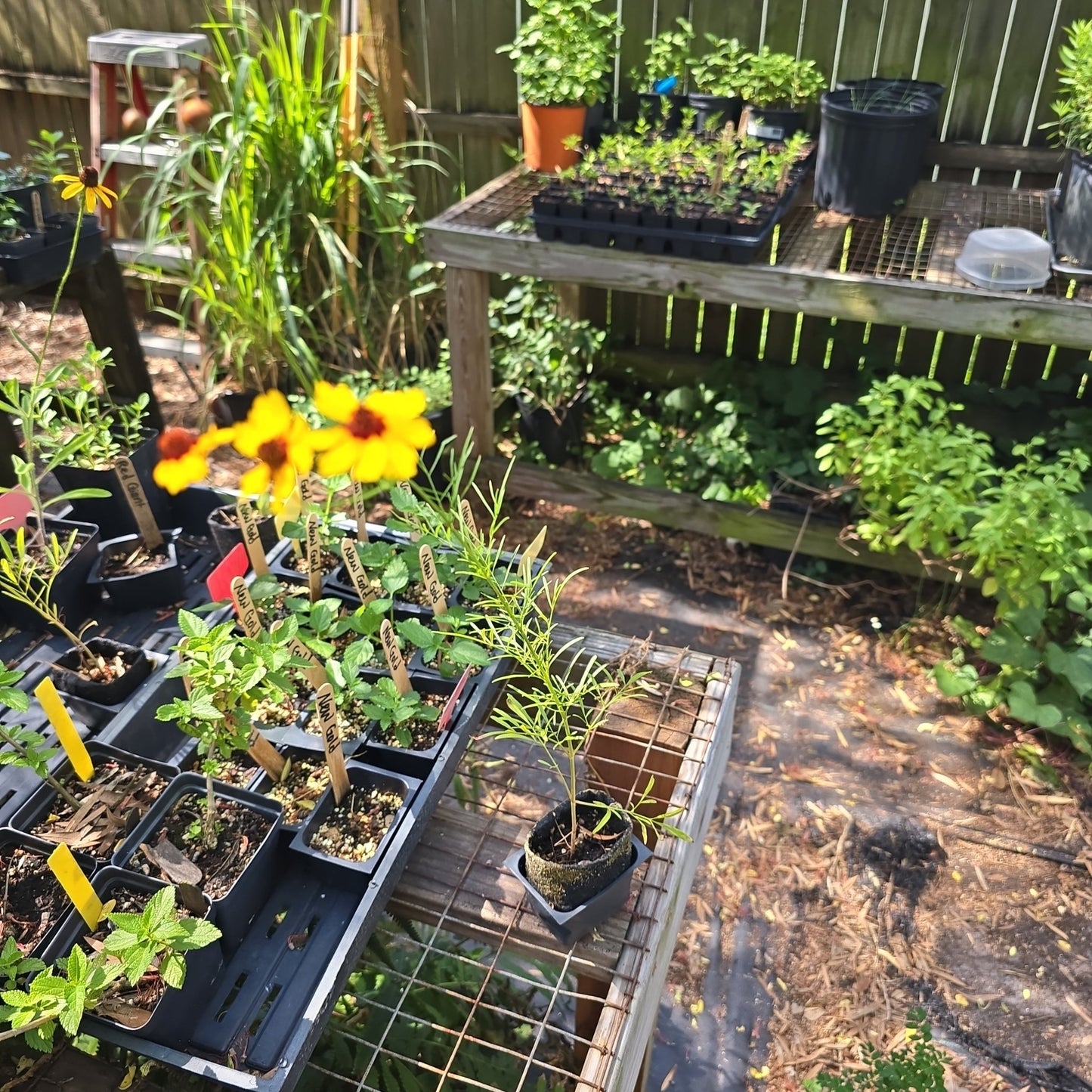 Coreopsis - Dwarf Plains (Coreopsis tinctoria) (Florida - Friendly) - Whitwam Organics