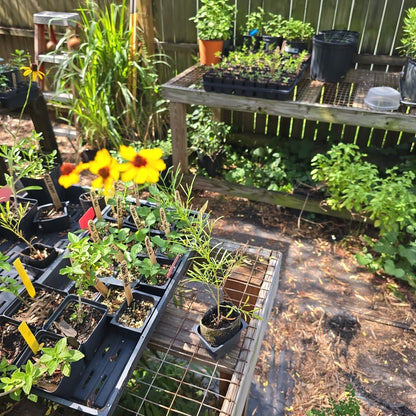 Coreopsis - Dwarf Plains (Coreopsis tinctoria) (Florida - Friendly) - Whitwam Organics