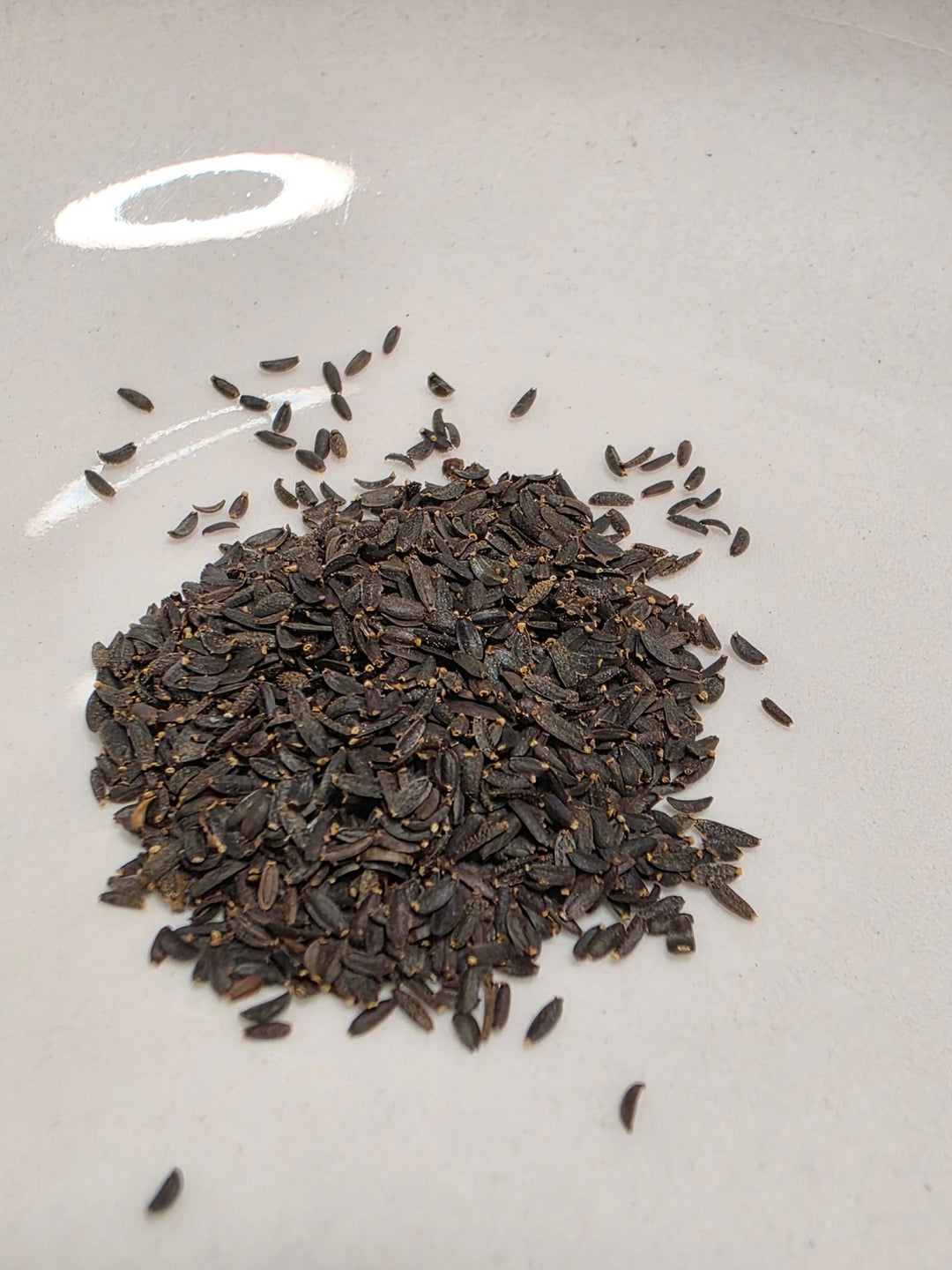 Coreopsis - Dwarf Plains (Coreopsis tinctoria) (Florida - Friendly) - Whitwam Organics