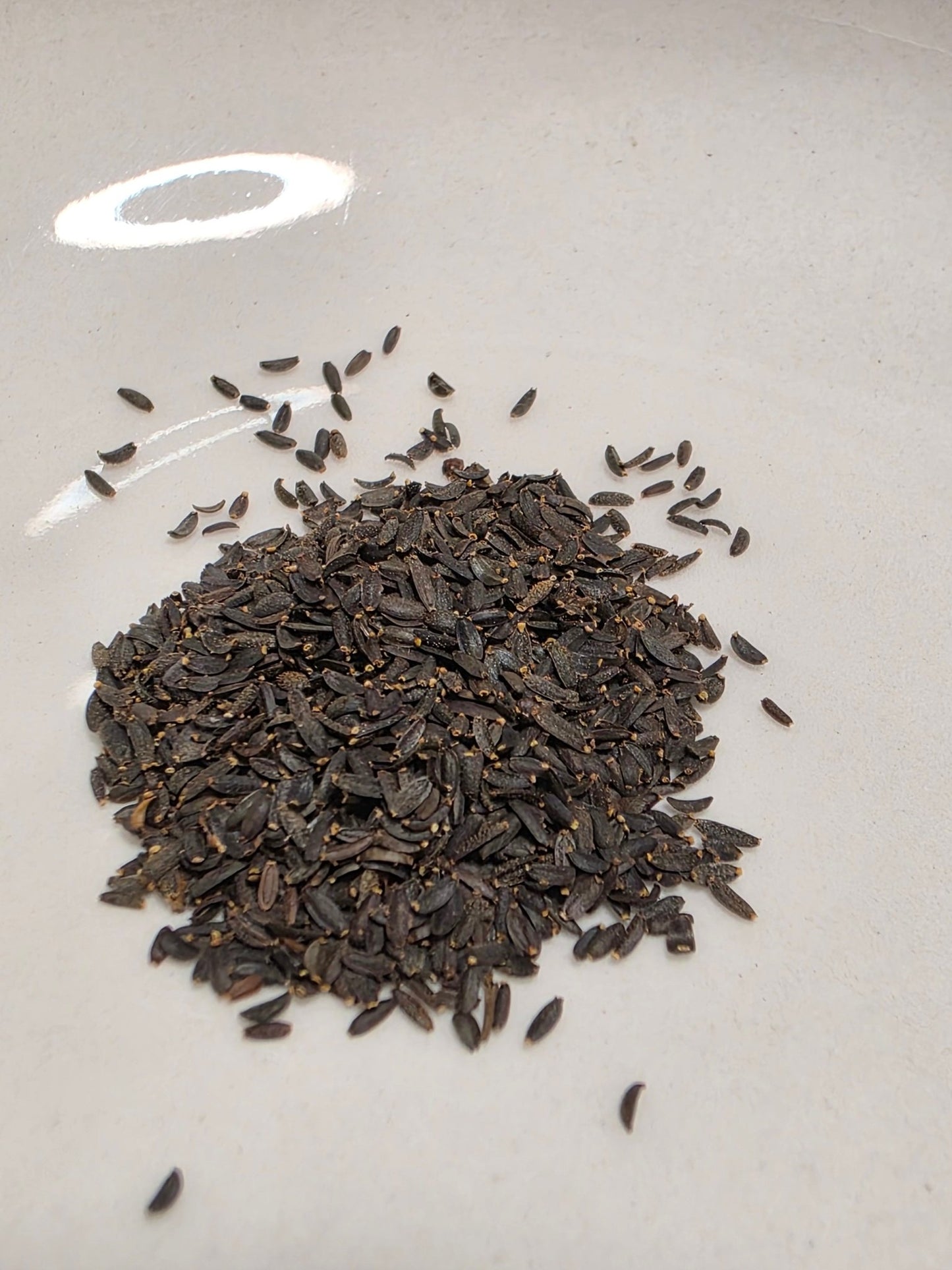 Coreopsis - Dwarf Plains (Coreopsis tinctoria) (Florida - Friendly) - Whitwam Organics