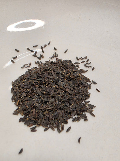 Coreopsis - Dwarf Plains (Coreopsis tinctoria) (Florida - Friendly) - Whitwam Organics