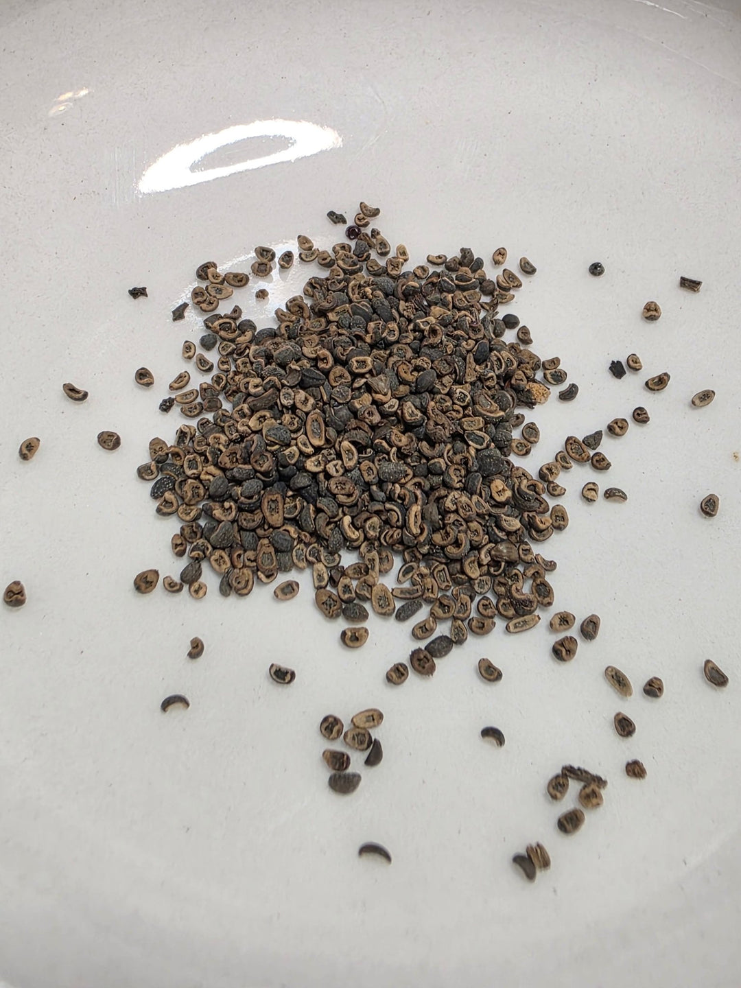 Coreopsis - Golden Wave Tickseed (Coreopsis basalis) (Florida - Friendly) - Whitwam Organics