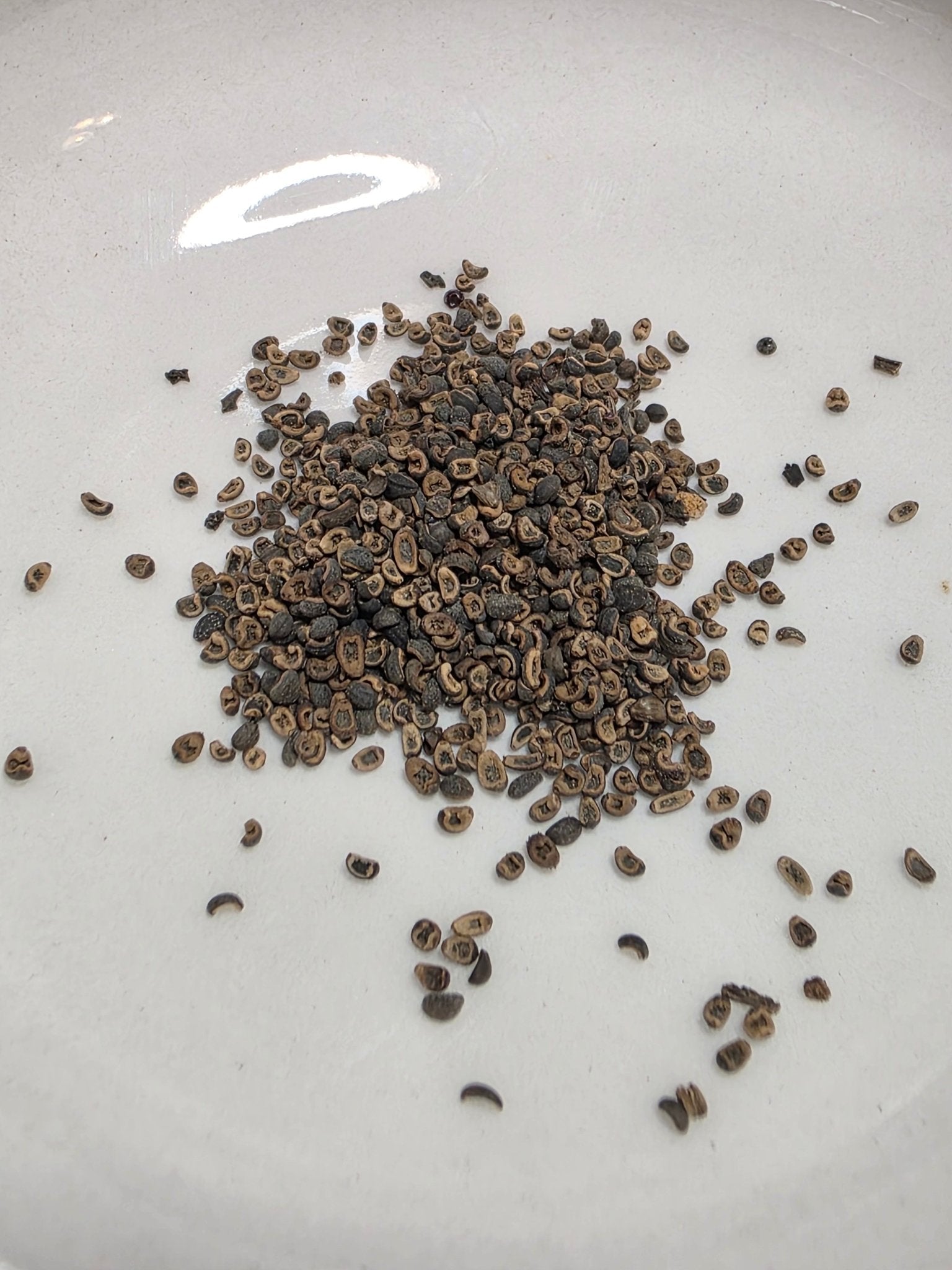 Coreopsis - Golden Wave Tickseed (Coreopsis basalis) (Florida - Friendly) - Whitwam Organics