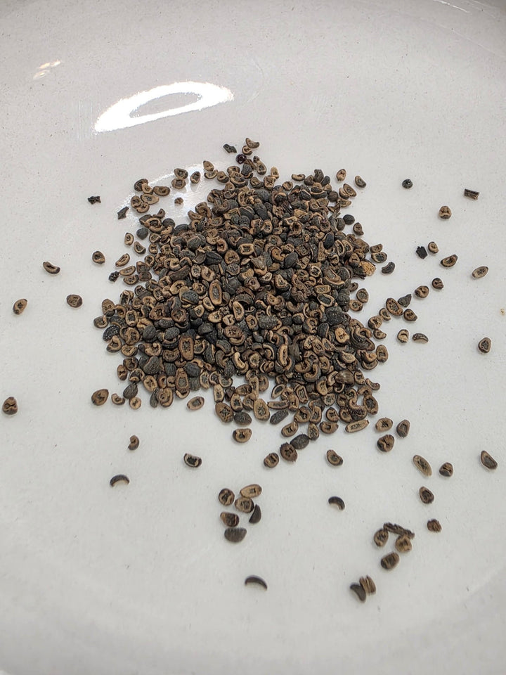 Coreopsis - Golden Wave Tickseed (Coreopsis basalis) (Florida - Friendly) - Whitwam Organics