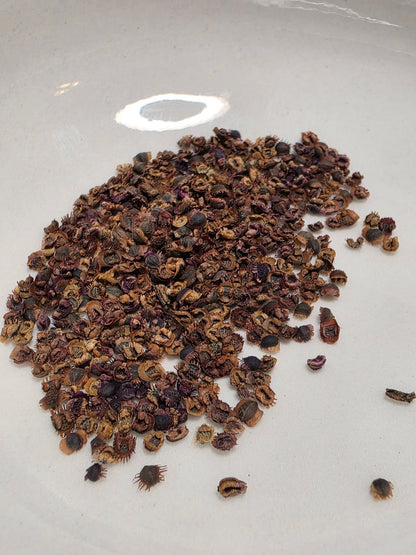 Coreopsis - Large Flowered Tickseed (Coreopsis grandiflora) (Florida Native) - Whitwam Organics