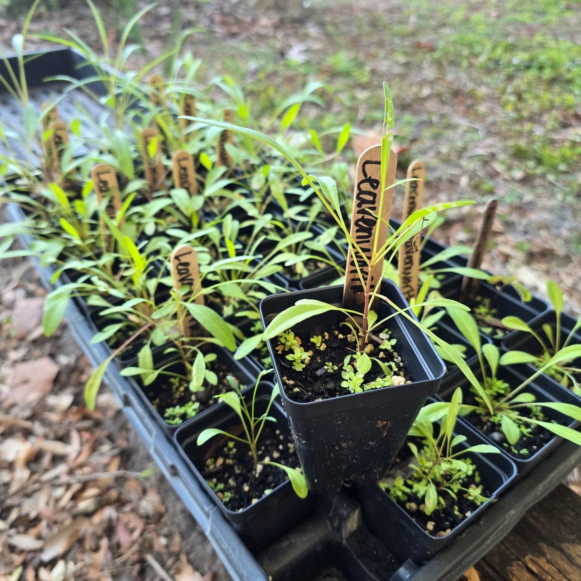 Coreopsis - Leavensworth's Tickseed (Coreopsis leavenworthii) (Florida Native) - Whitwam Organics